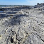 A large flat section of rock with visible fossils on it, on the shore of lake erie.