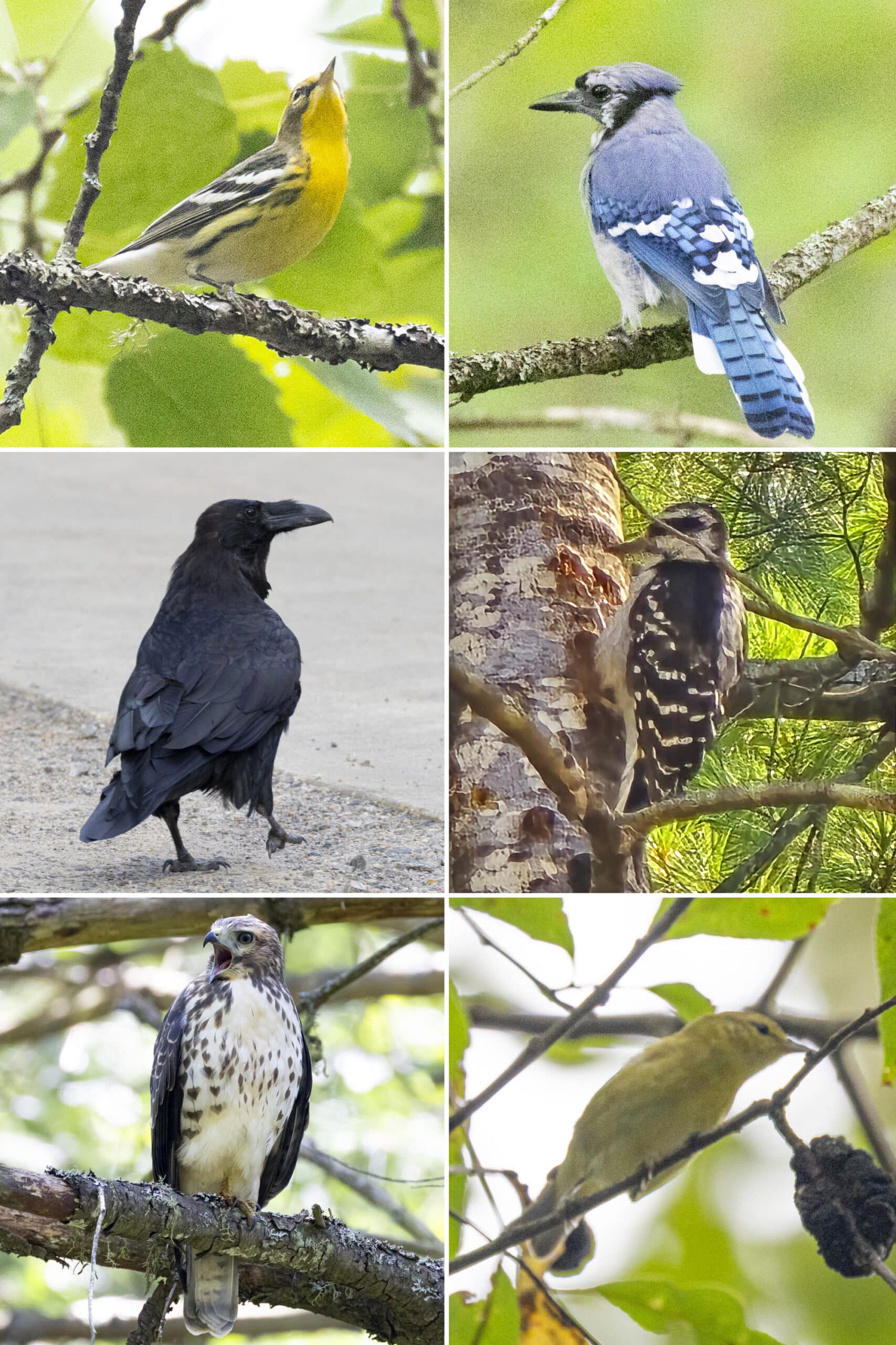 6 part image showing different birds.