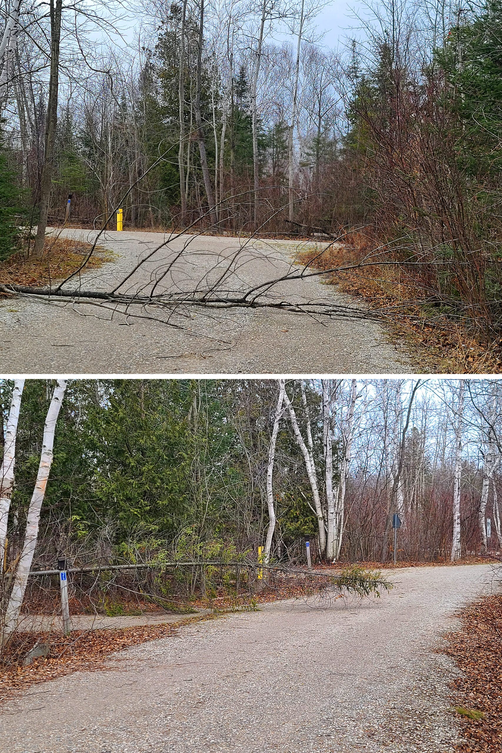 2 part image showing trees in the road.