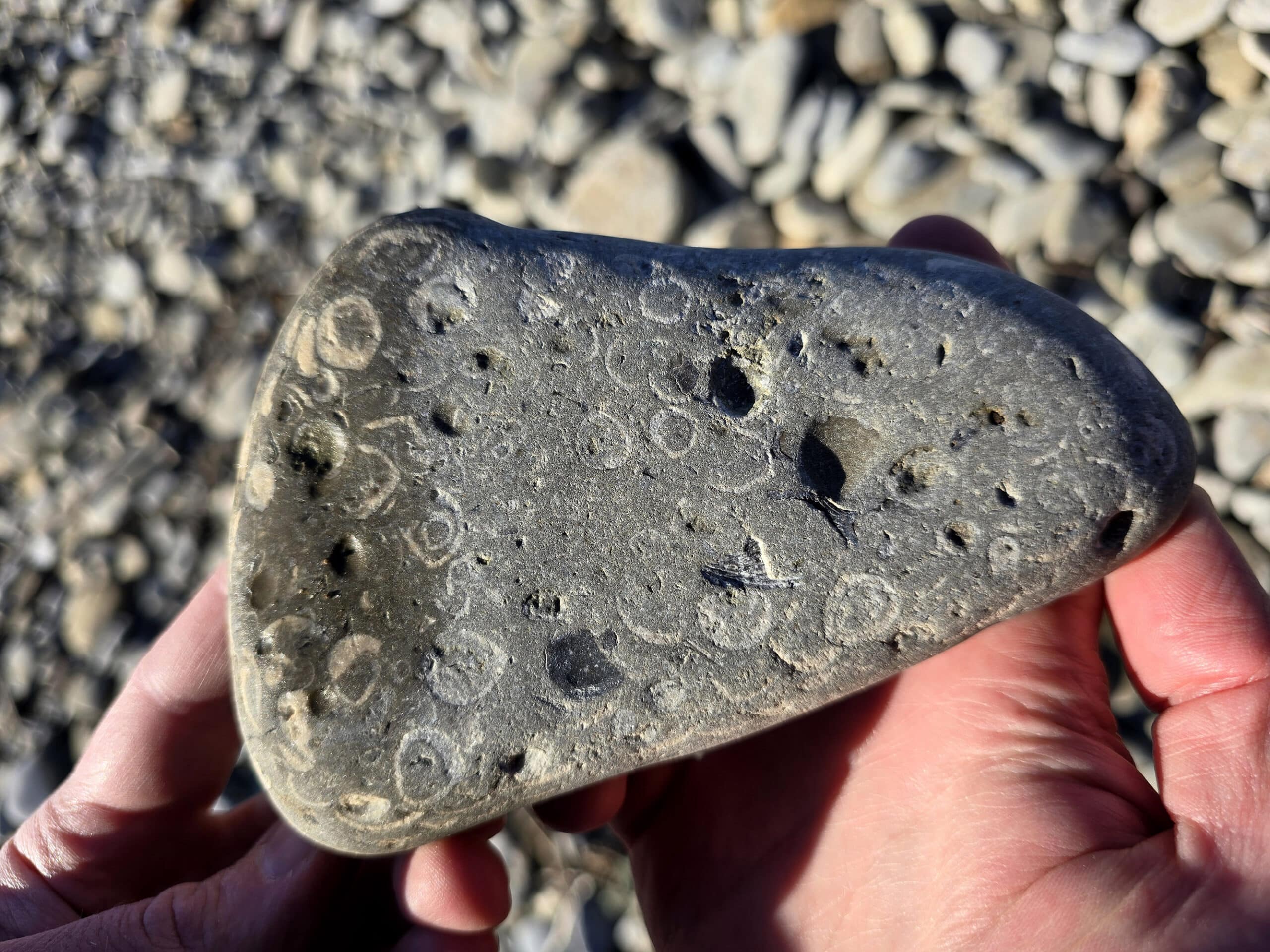 A hand holds a rock with the imprints of small fossils on it.