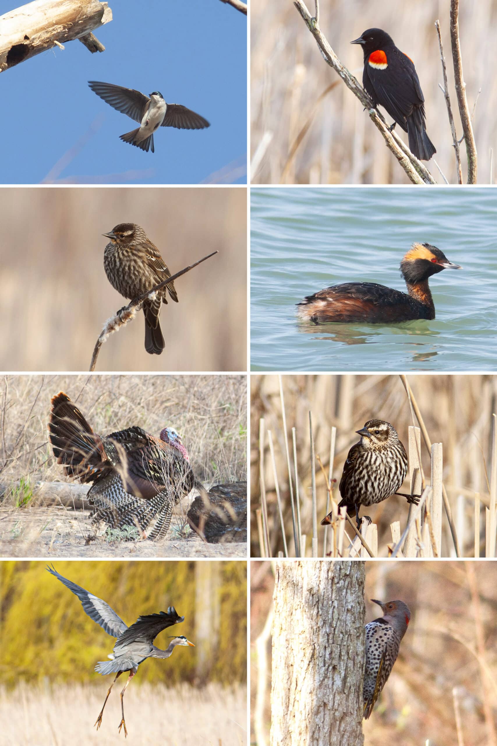 8 part image showing various birds.