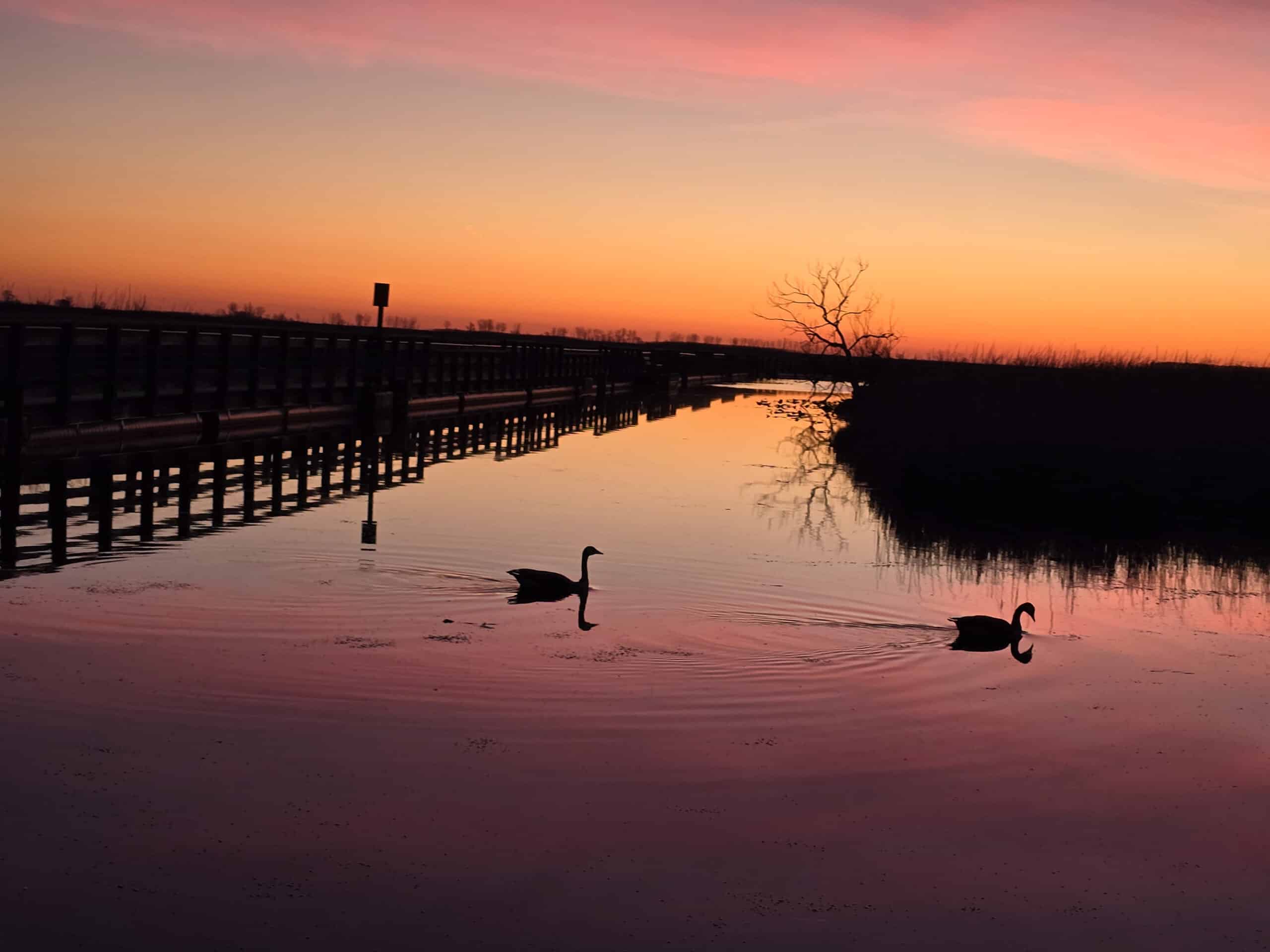 A sunset over the Marsh area, with 2 Canadian Geese swimming by.