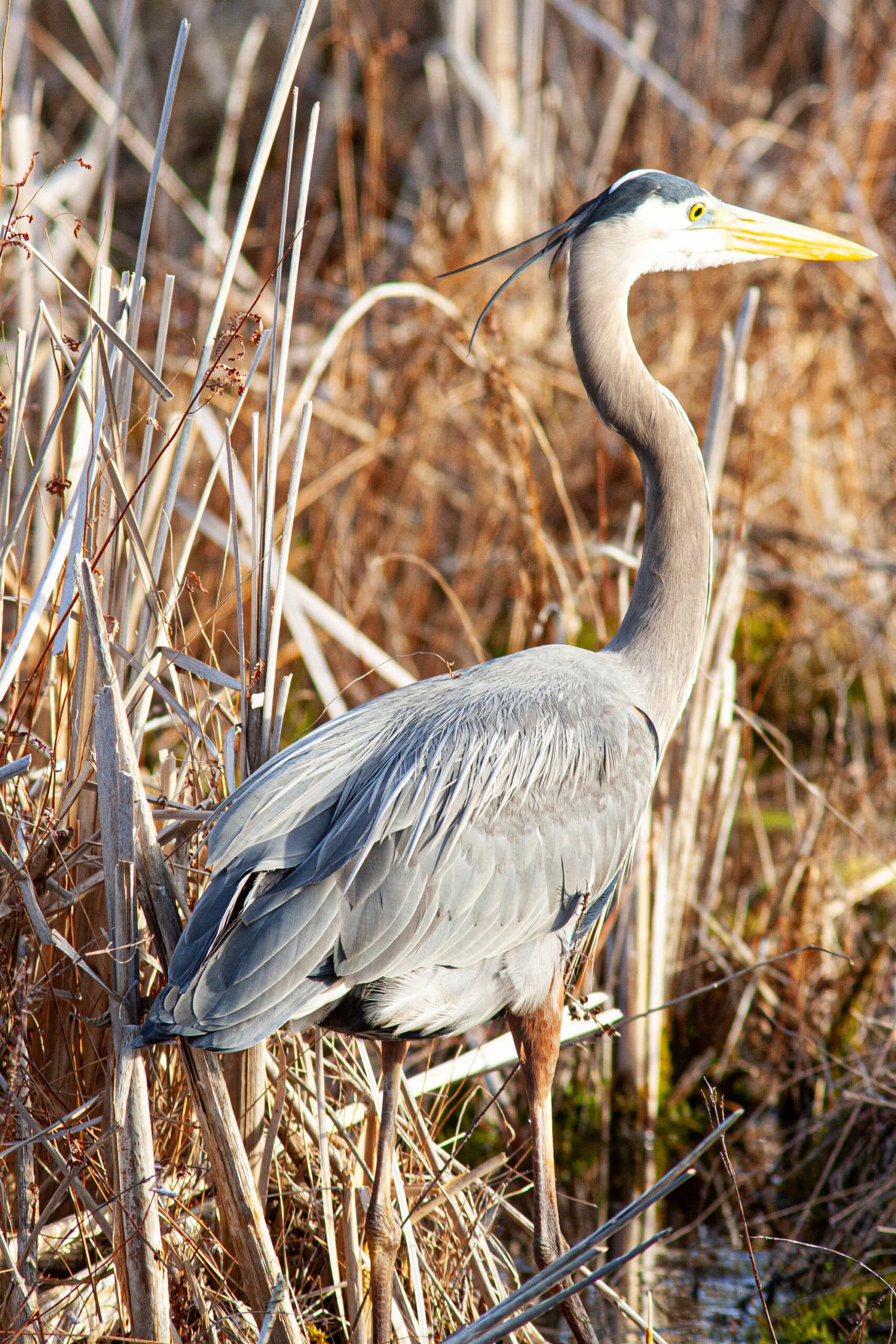 A great blue heron in the marsh,