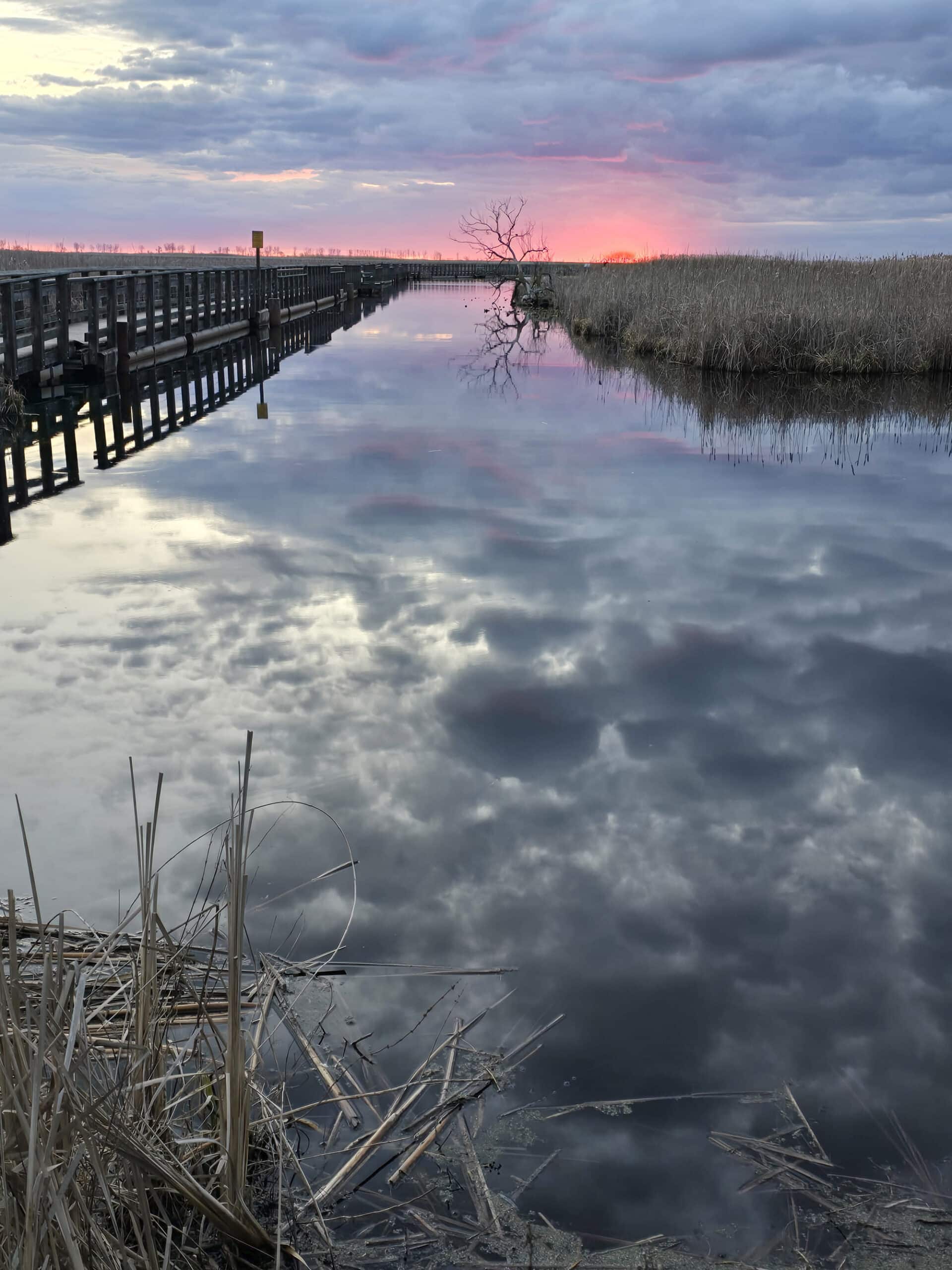 A still waterway and marsh at point pelee national park, with a pink sunrise in the background.