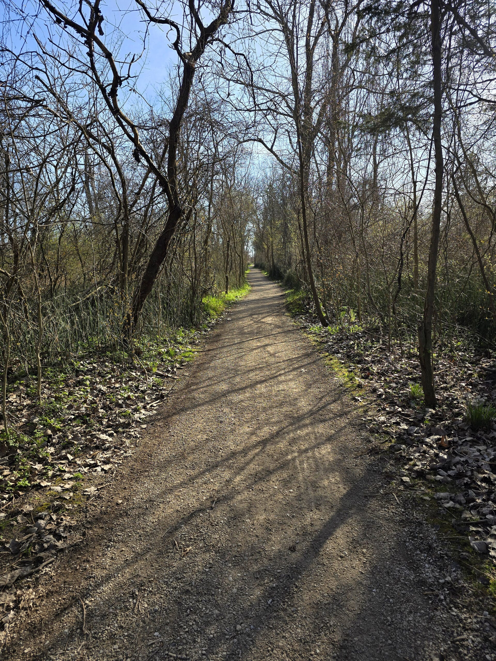 A wide, well groomed trail through the woods.