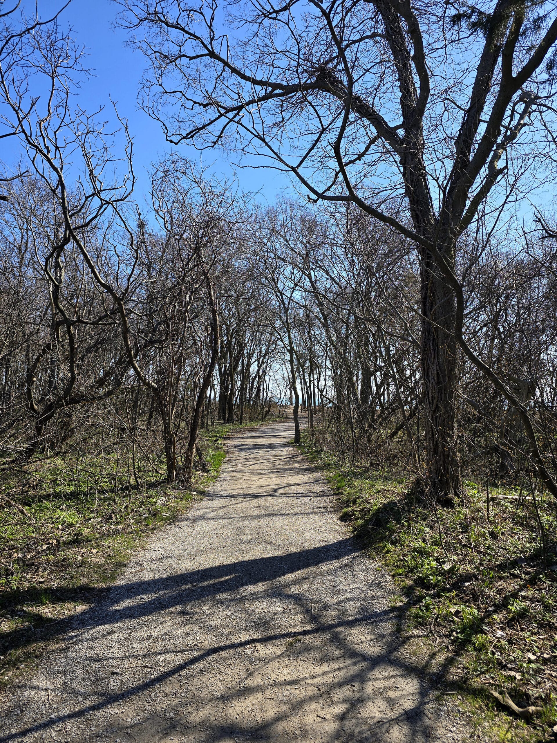 A more rustic trail through the woods at Tip Trail.