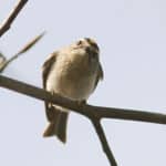 A cute little bird looking at the photographer quizzically.