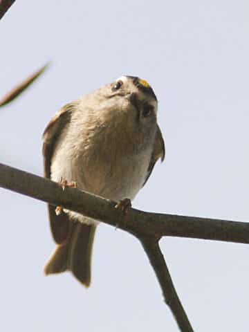 A cute little bird looking at the photographer quizzically.