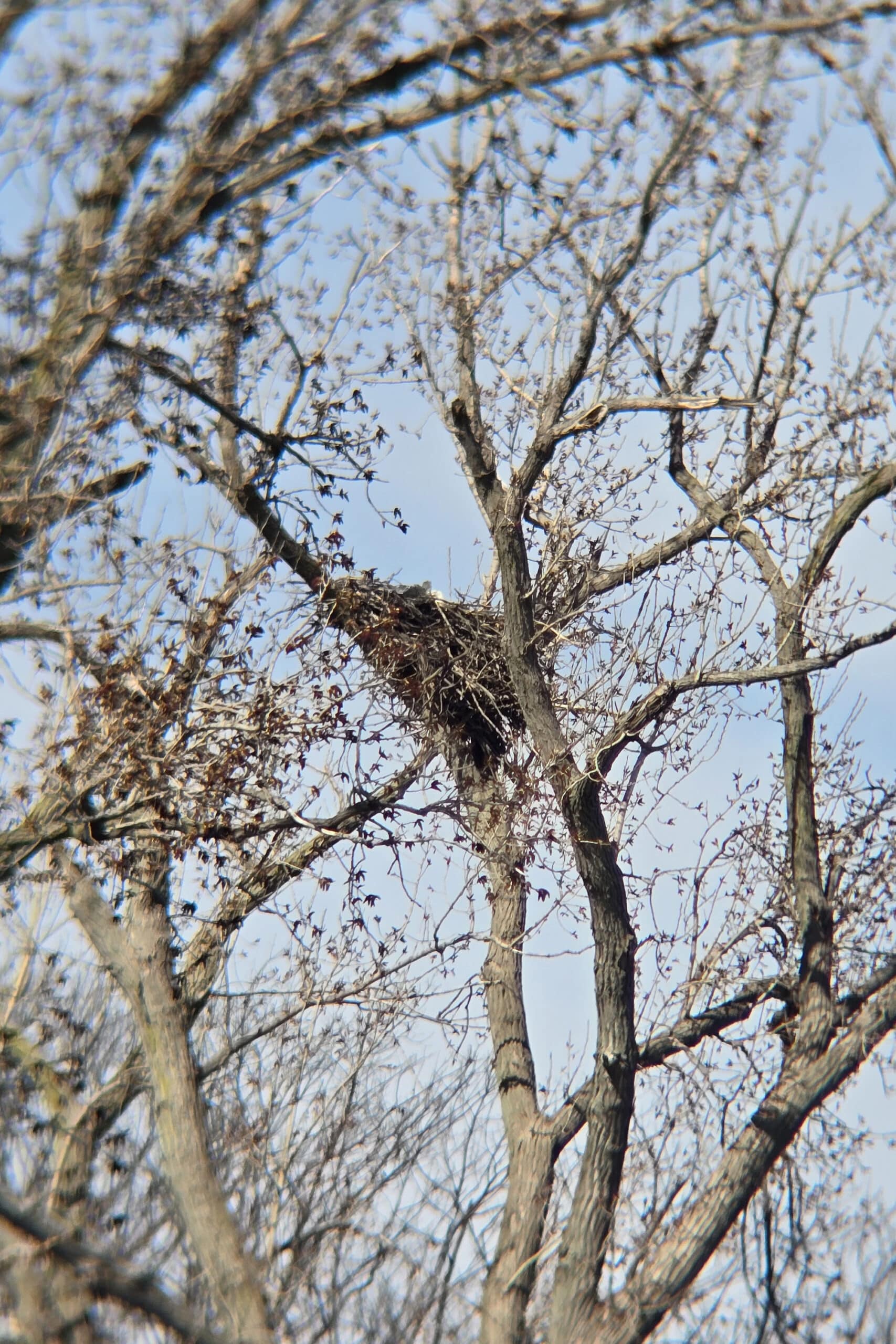 A bald eagle nest in a tree.