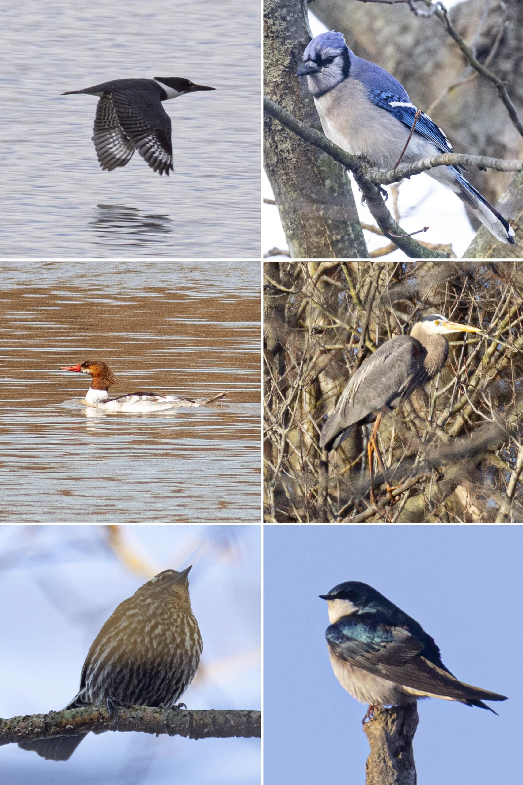 6 part image showing the various birds listed in the caption.