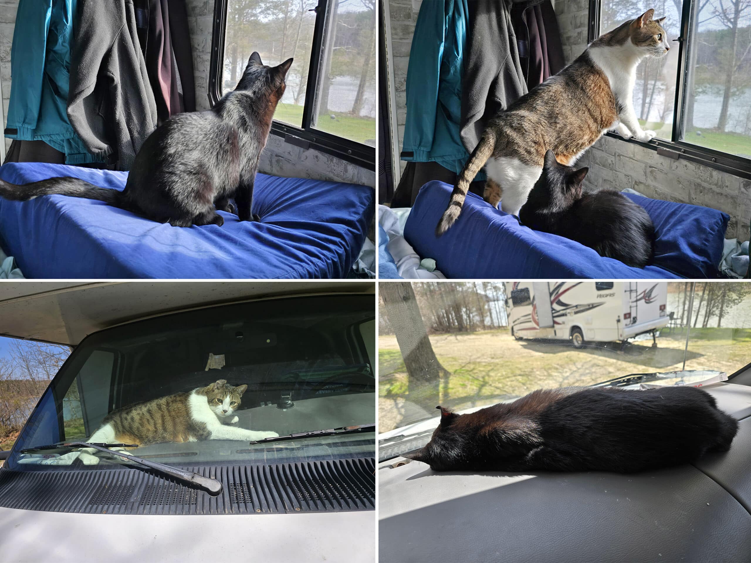 4 part image showing different cats looking out of an RV window.