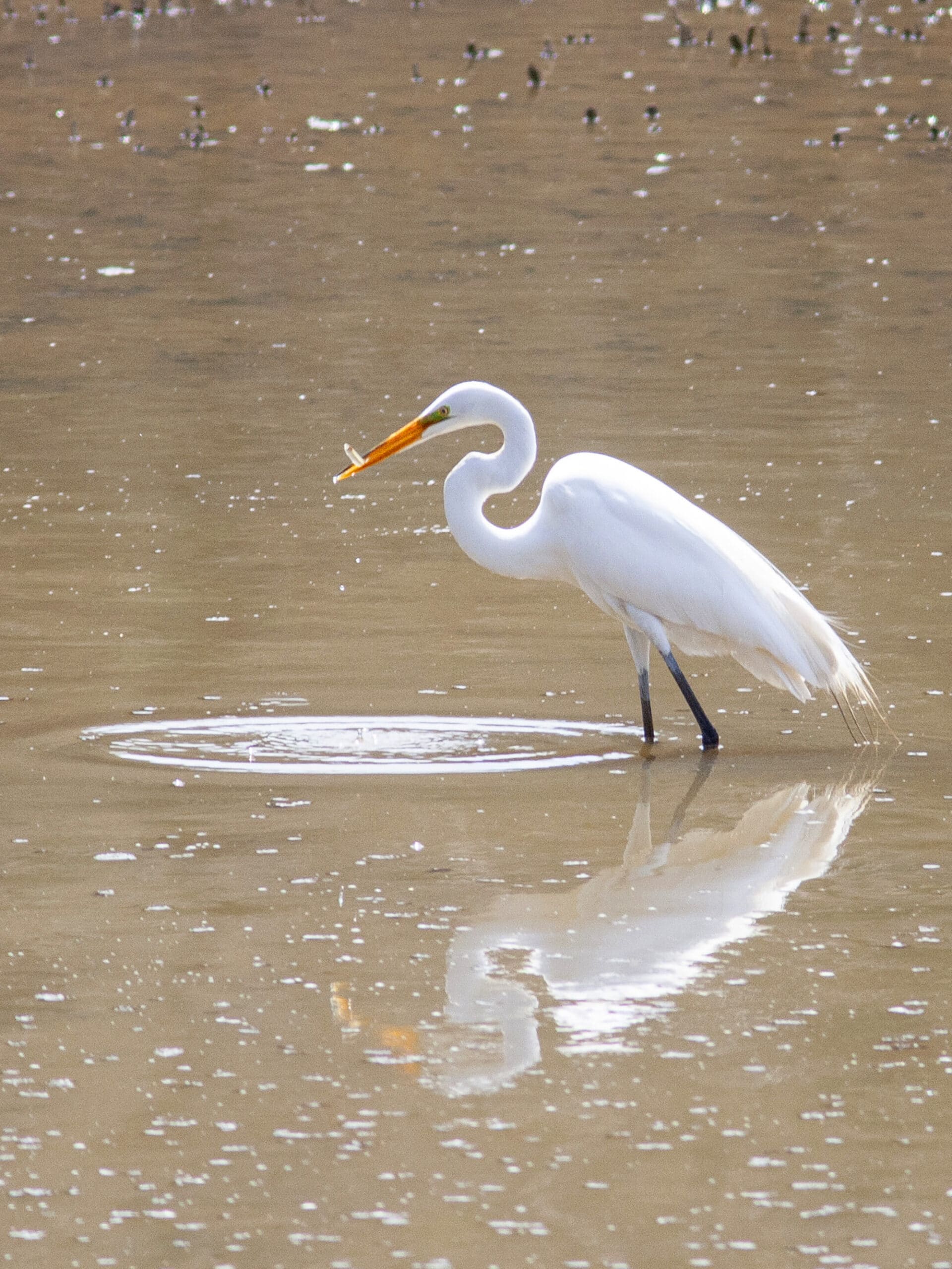 A close up photo of an egret with a small fish in its mouth.