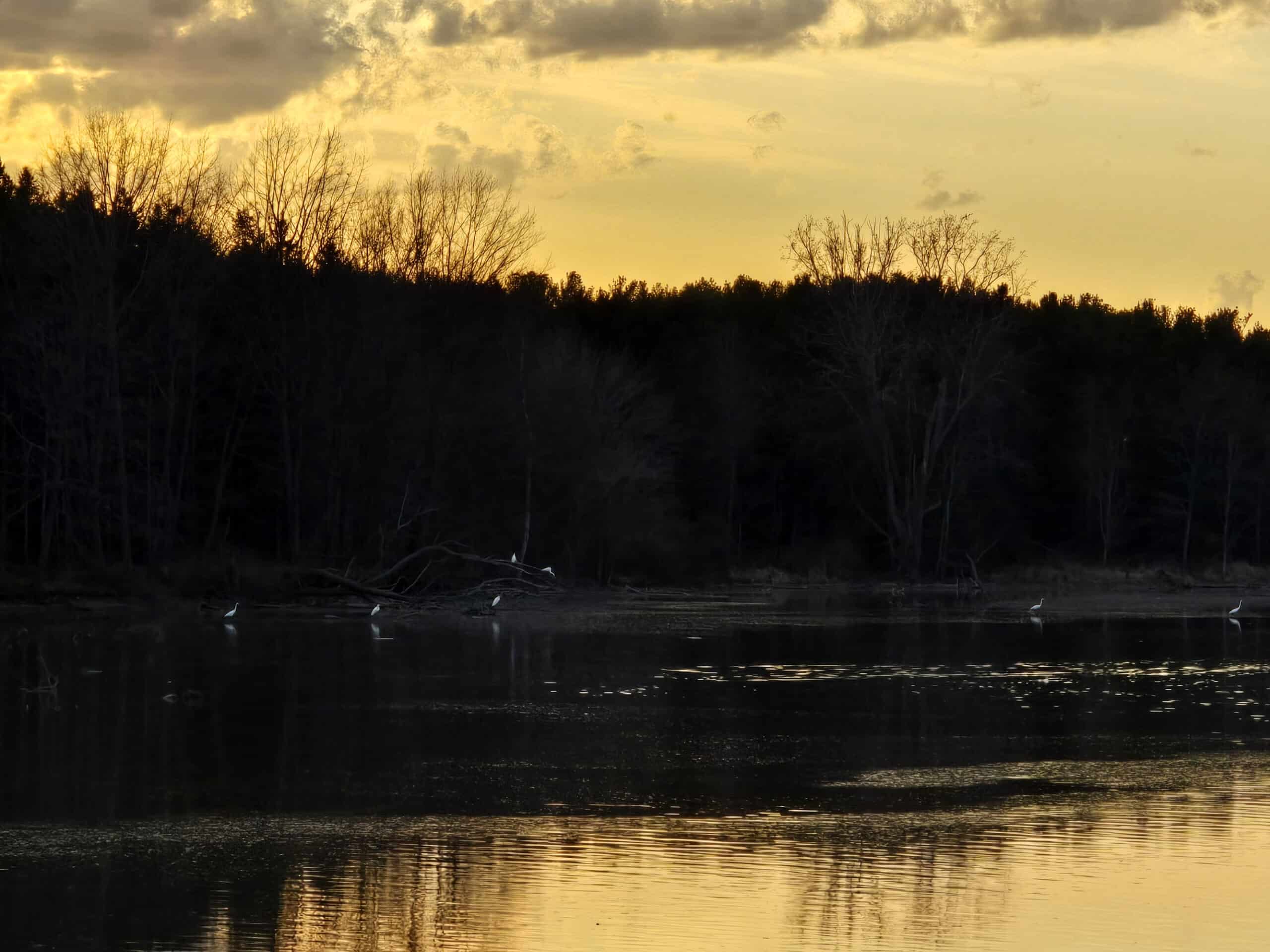 Sunset over a creek, with egrets in the water.