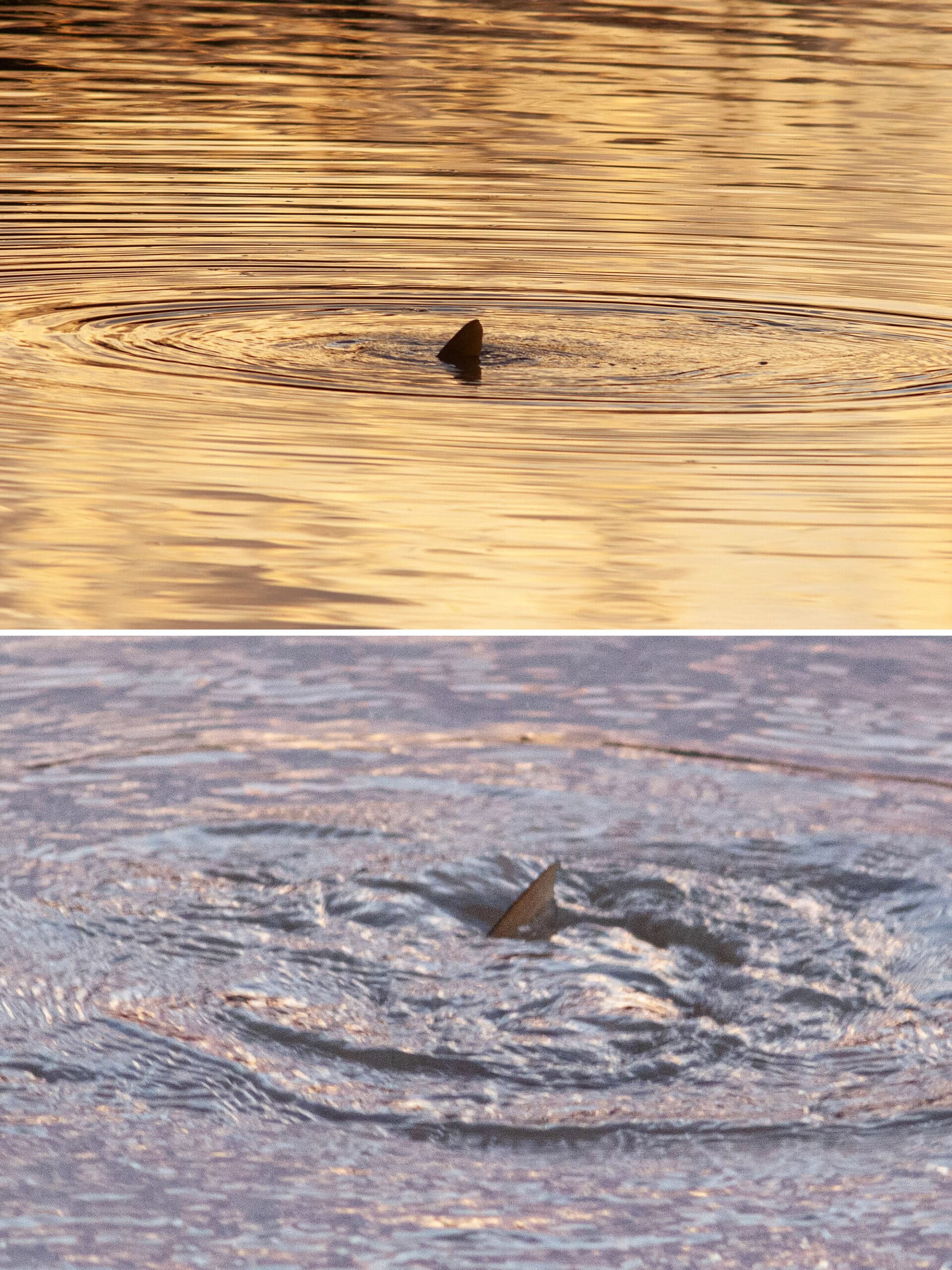 2 part image showing some kind of fish popping its head out of the water.