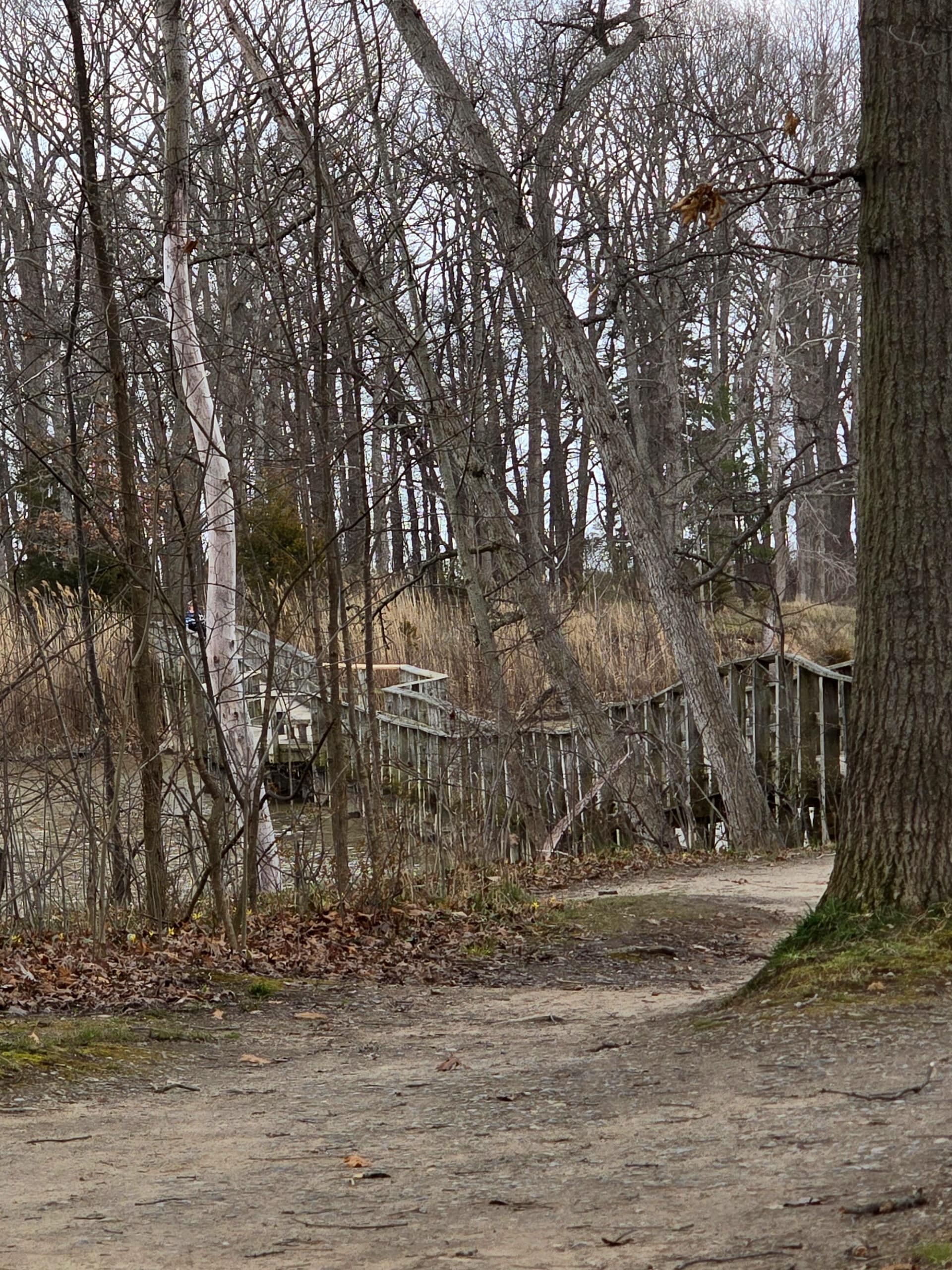 A footbridge behind some trees.