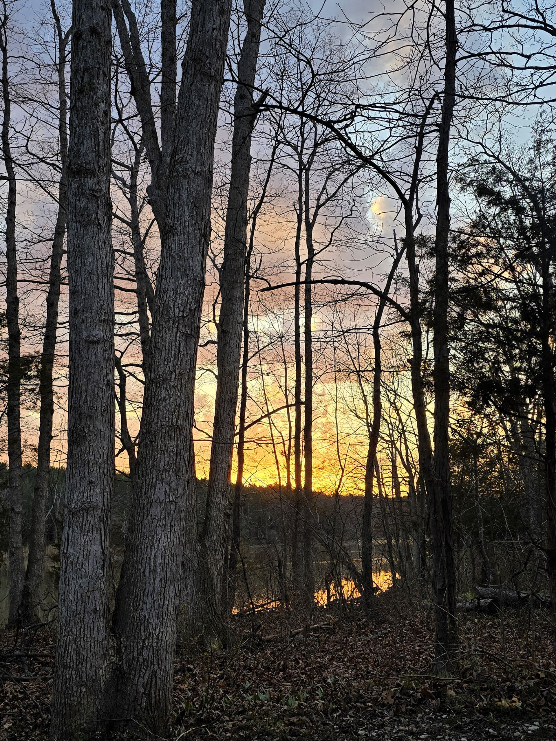 A sunset through the trees.