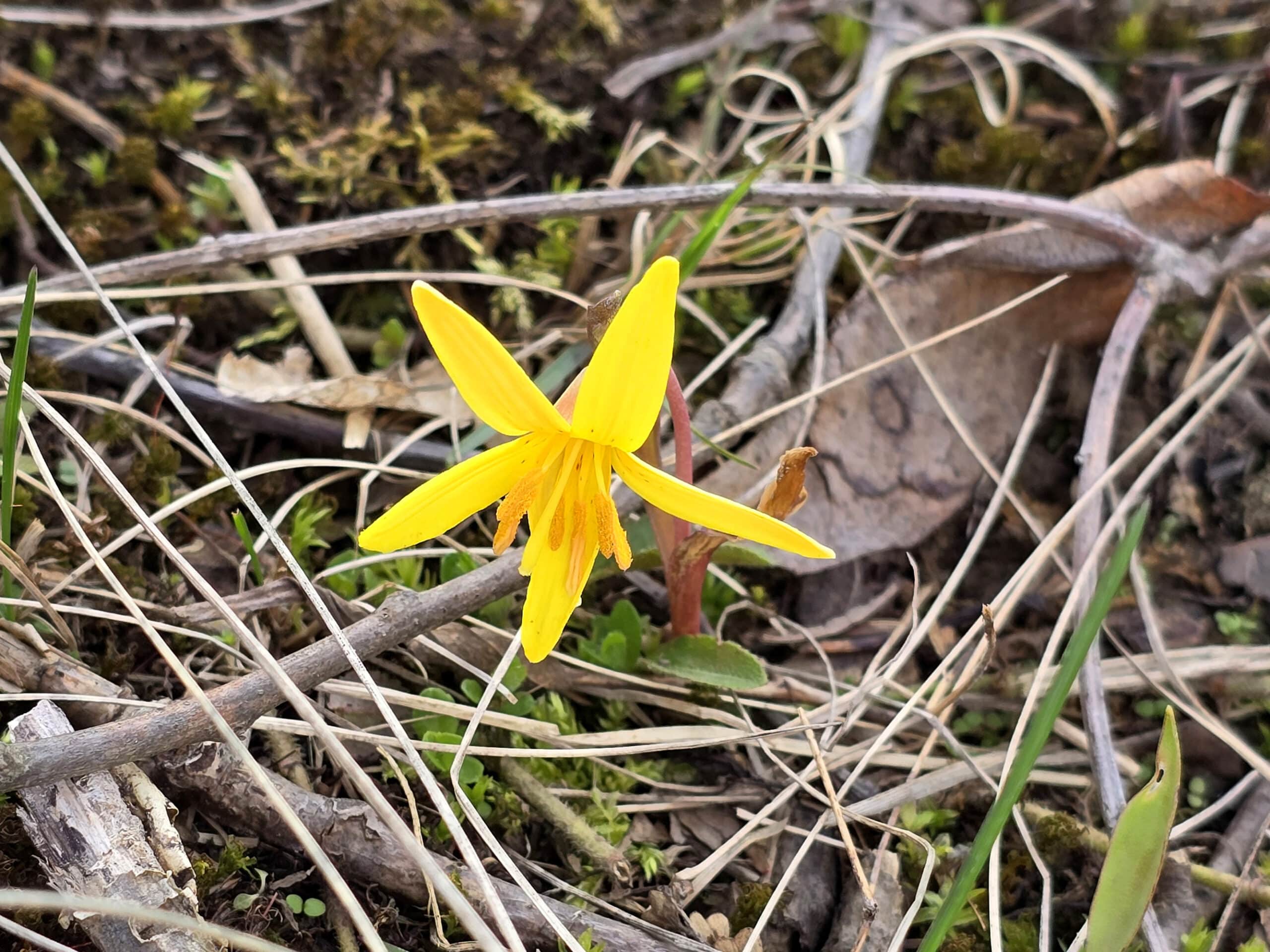 A little yellow wildflower.