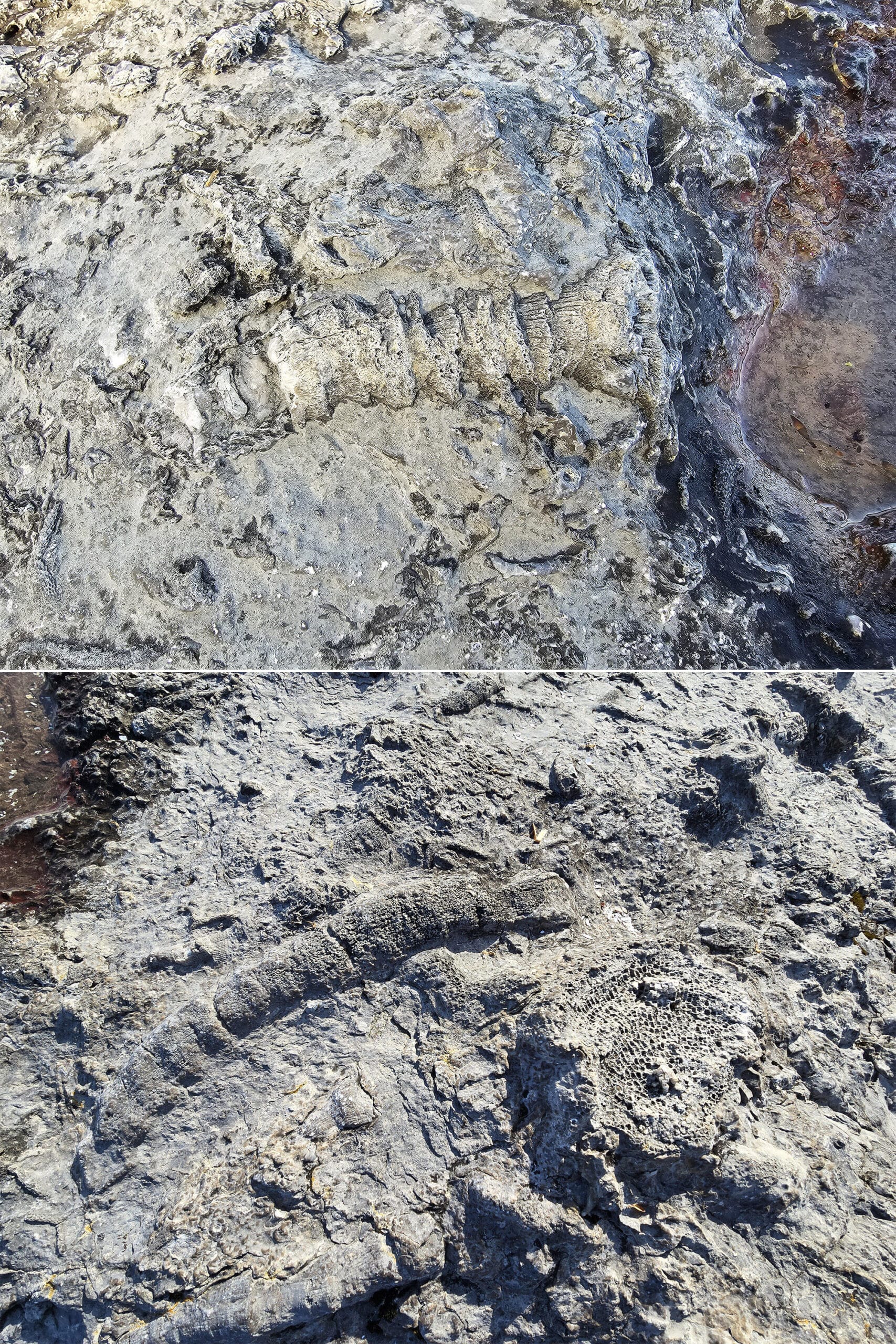 2 part image showing different limestone fossils.