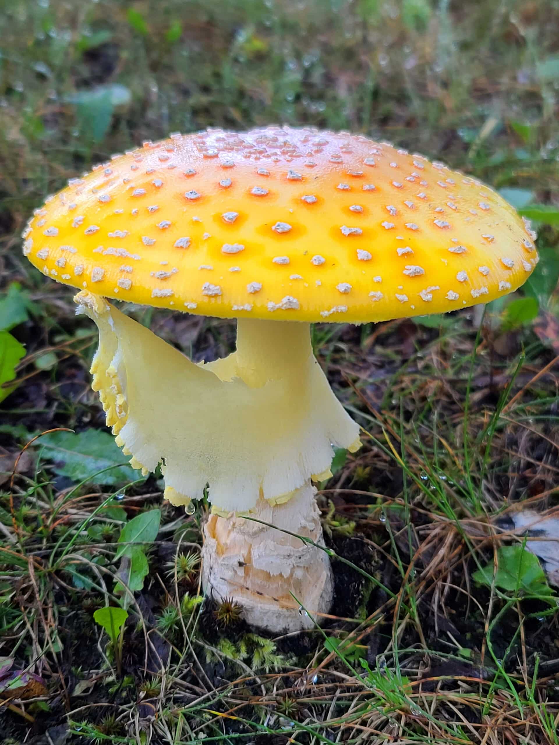 A large yellow mushroom with white spots.