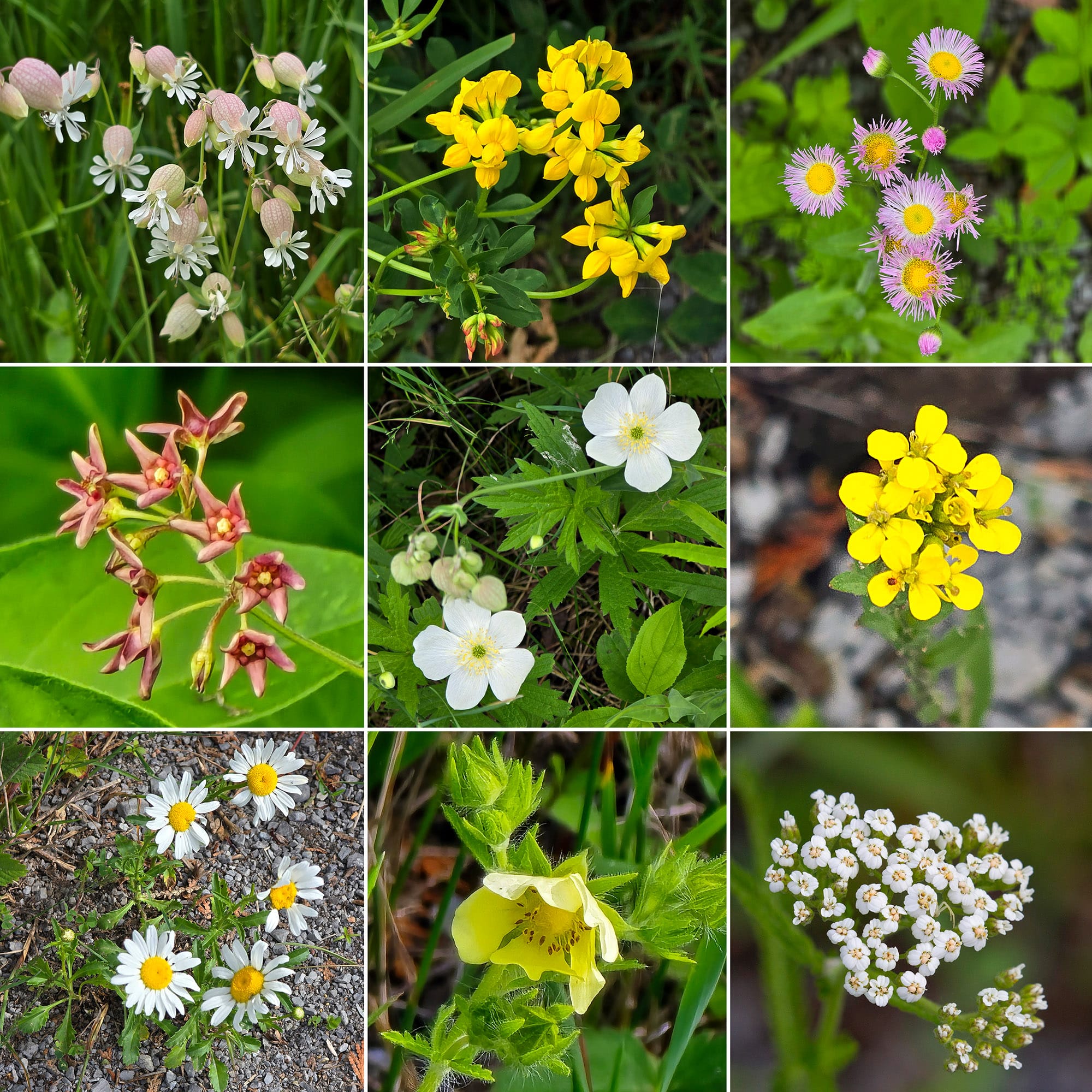 9 part image showing various wildflowers seen along the kawartha trans canada trail.