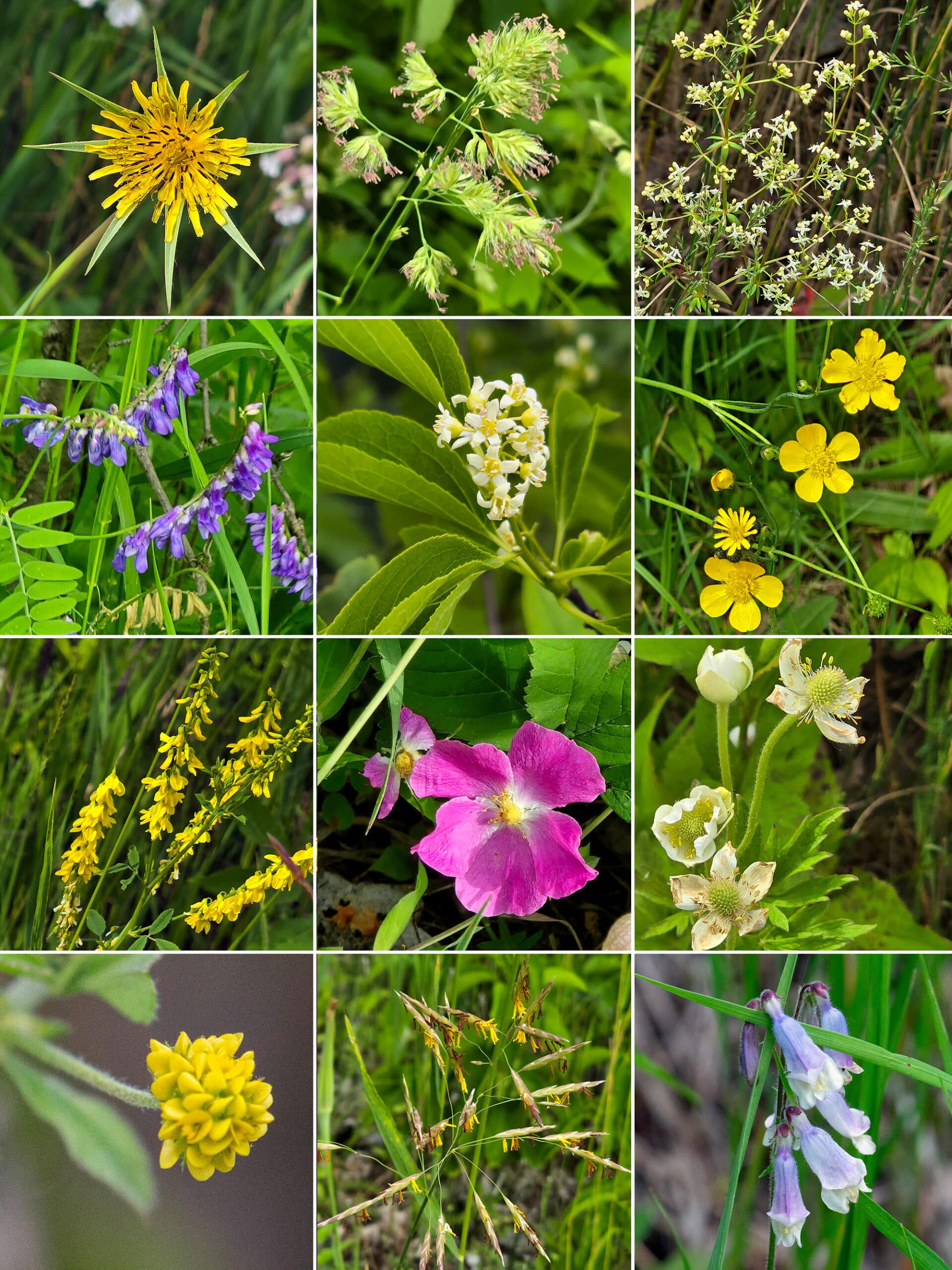 12 part image showing various wildflowers seen along the kawartha trail.