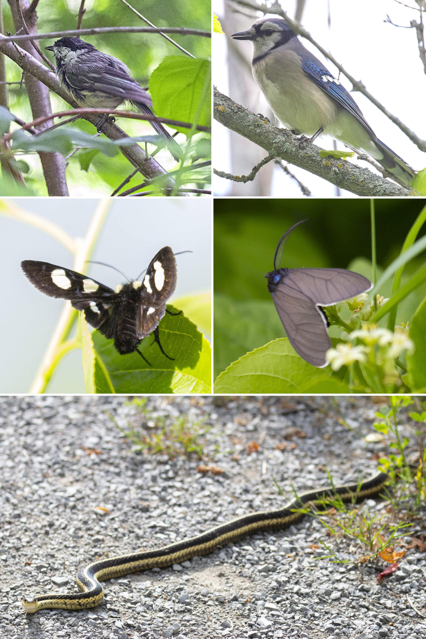 5 part image showing birds, moths, and a snake.