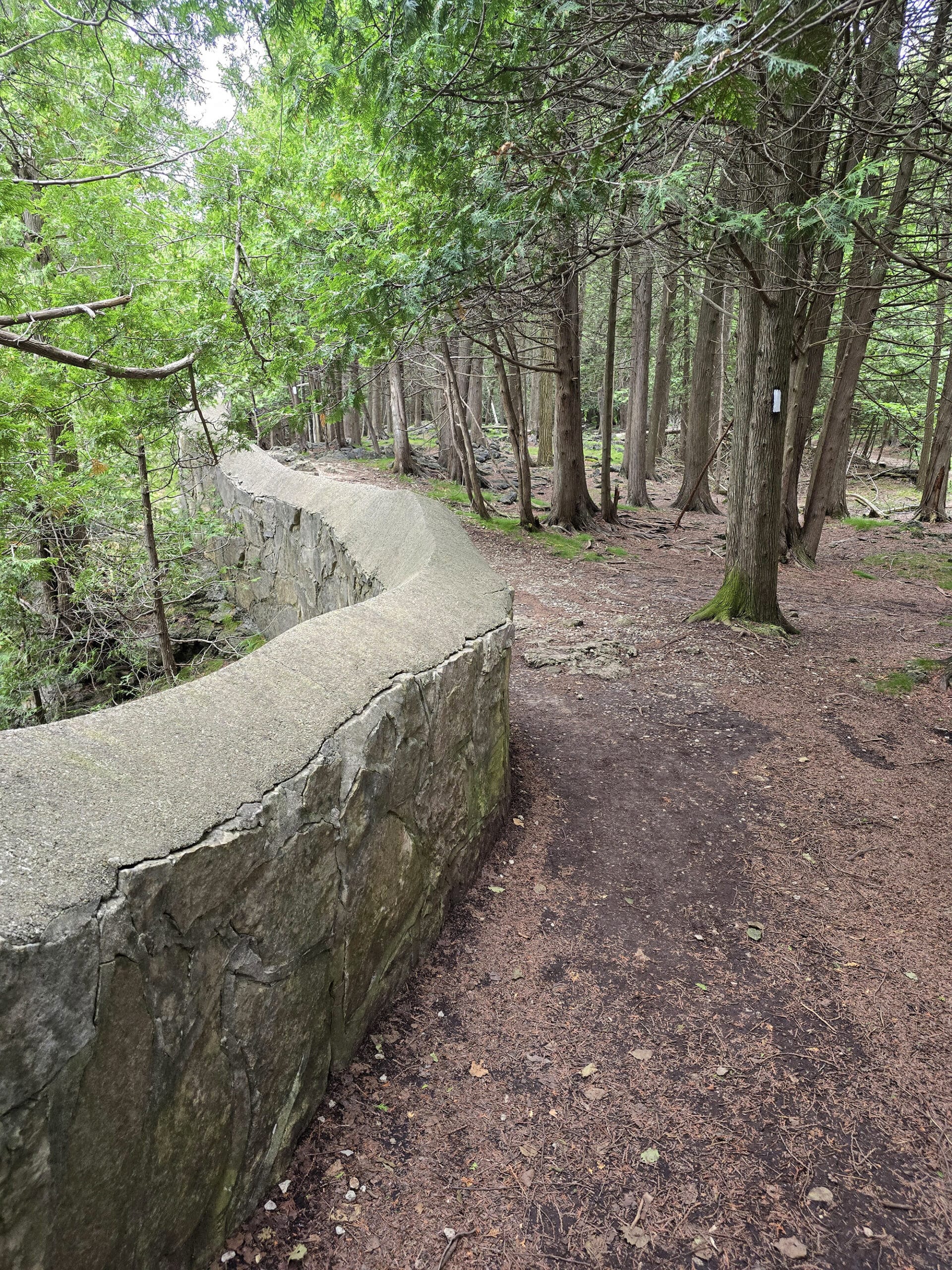 A rock wall running alongside a rough trail through woods.