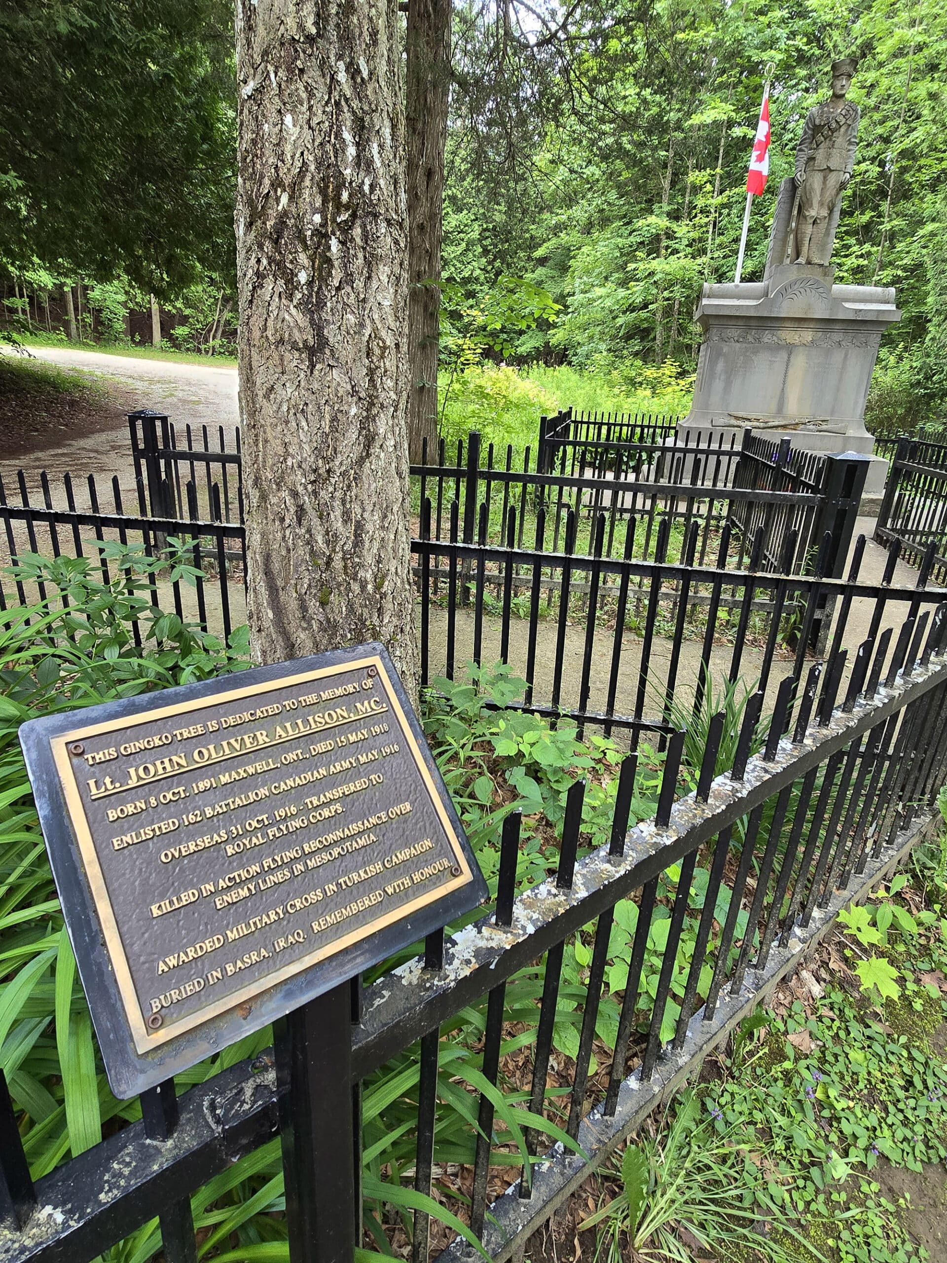 A memorial tree dedication, with a cenotaph in the background.