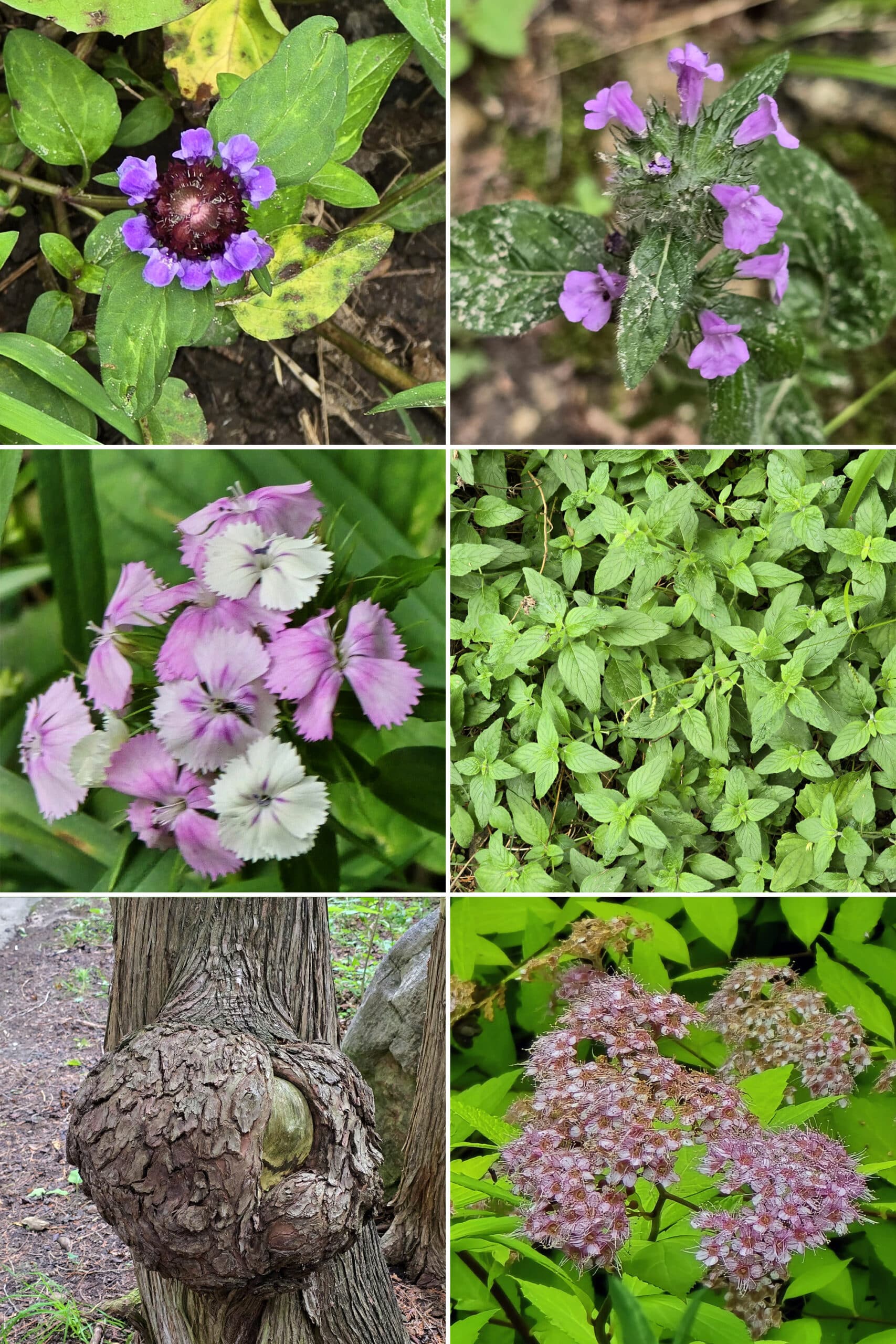 6 part image showing various wildflowers.