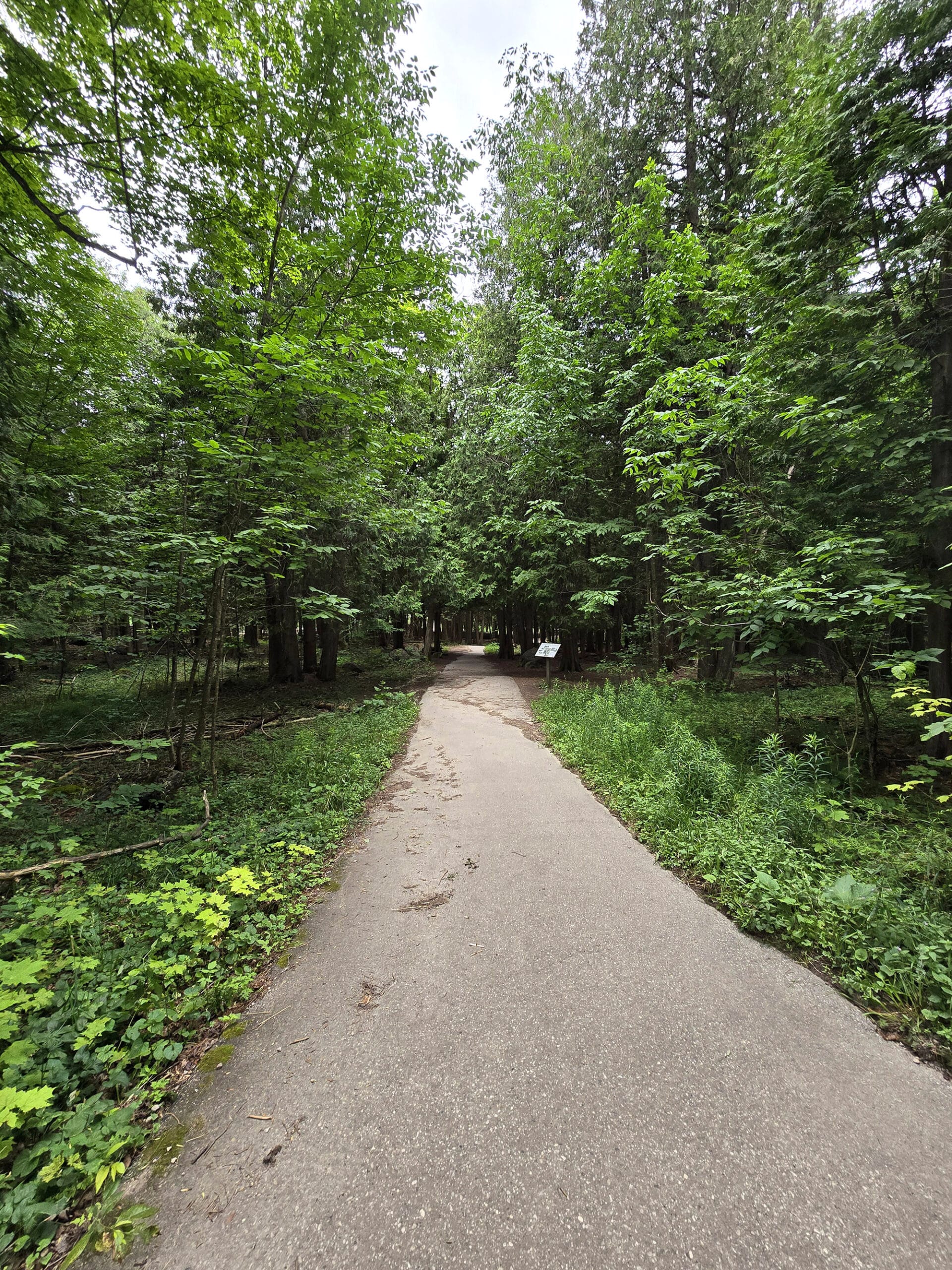 A paved path extending into the woods.