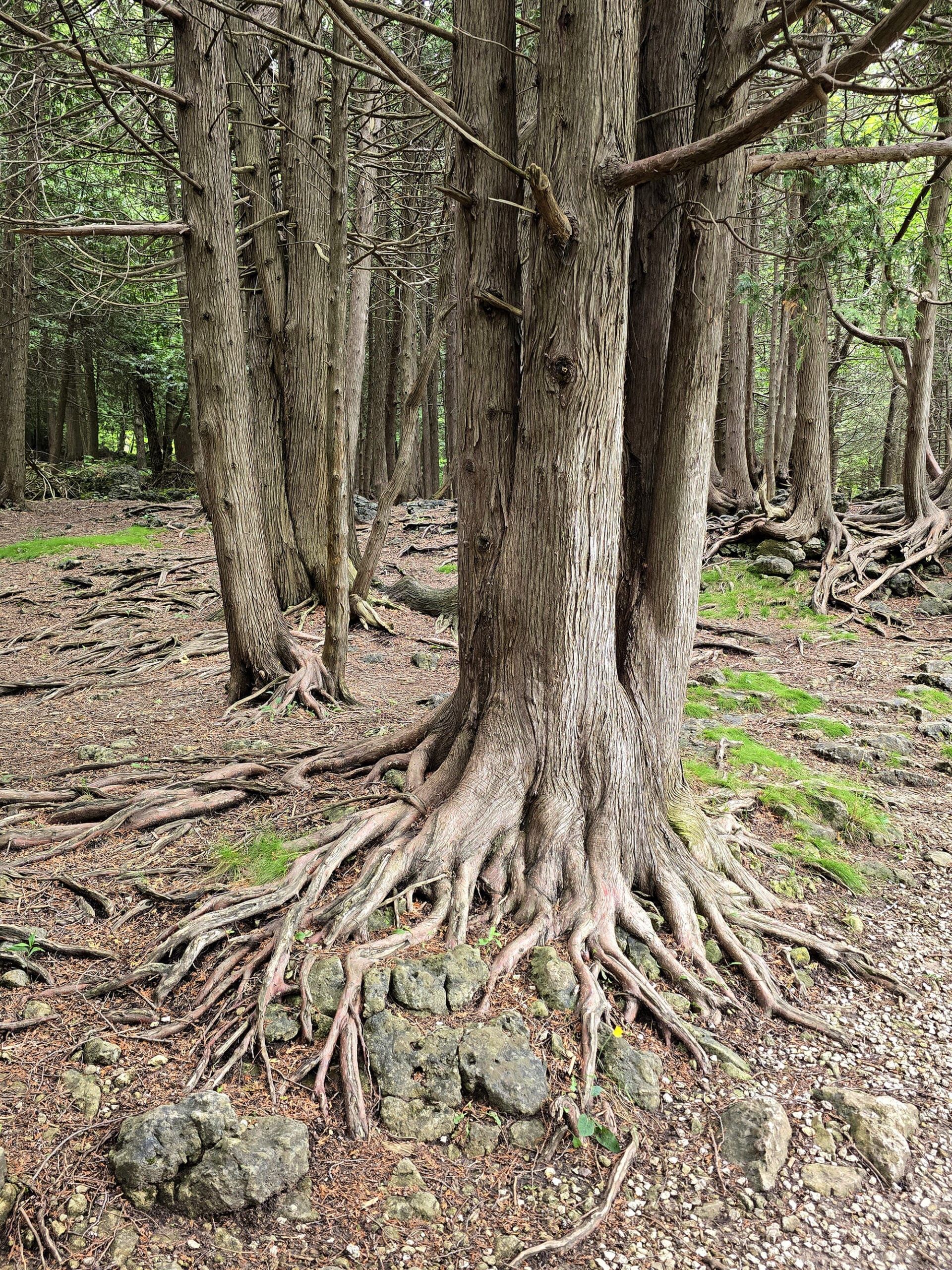 Several trees with roots growing on top of the soil.