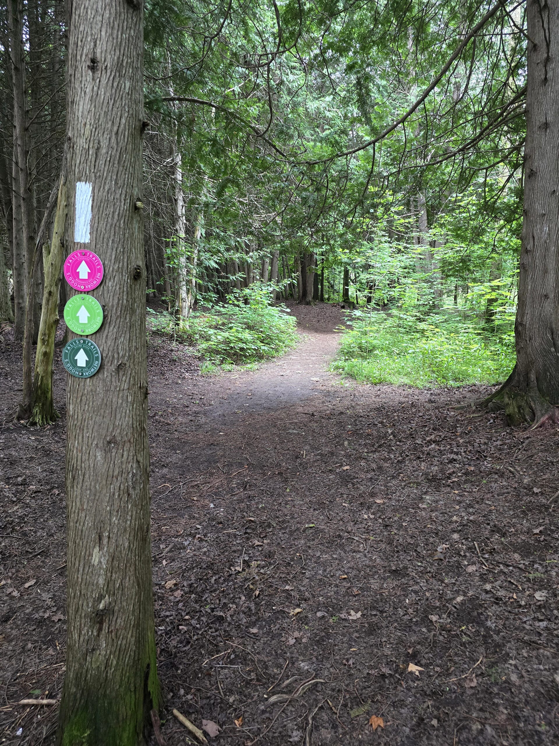 A wide trail extending into the distance. In the foreground is a tree with several colour coded trail markers.