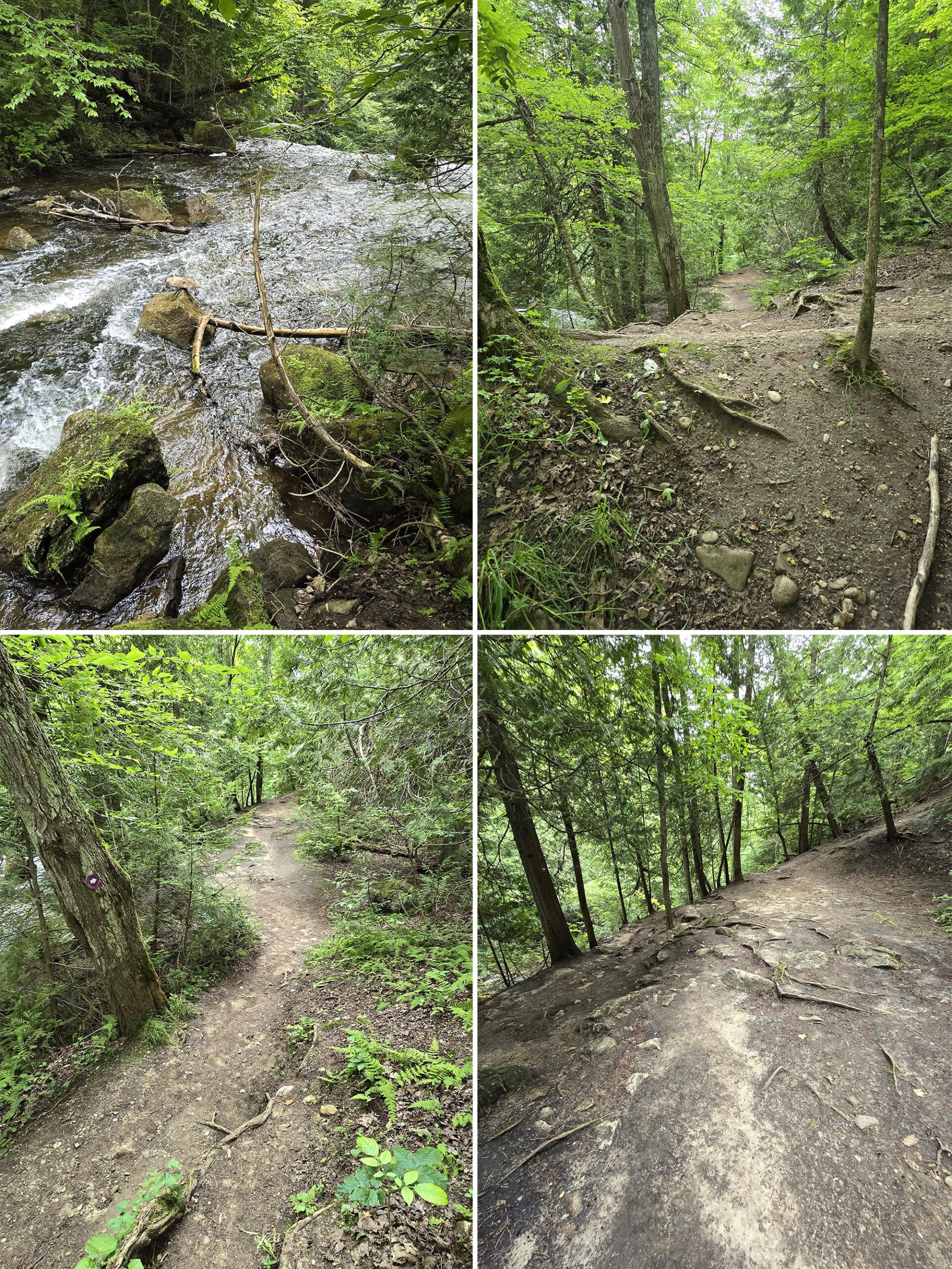 4 part image showing various views along the Lookout Trail at Hogg’s Falls Falls.