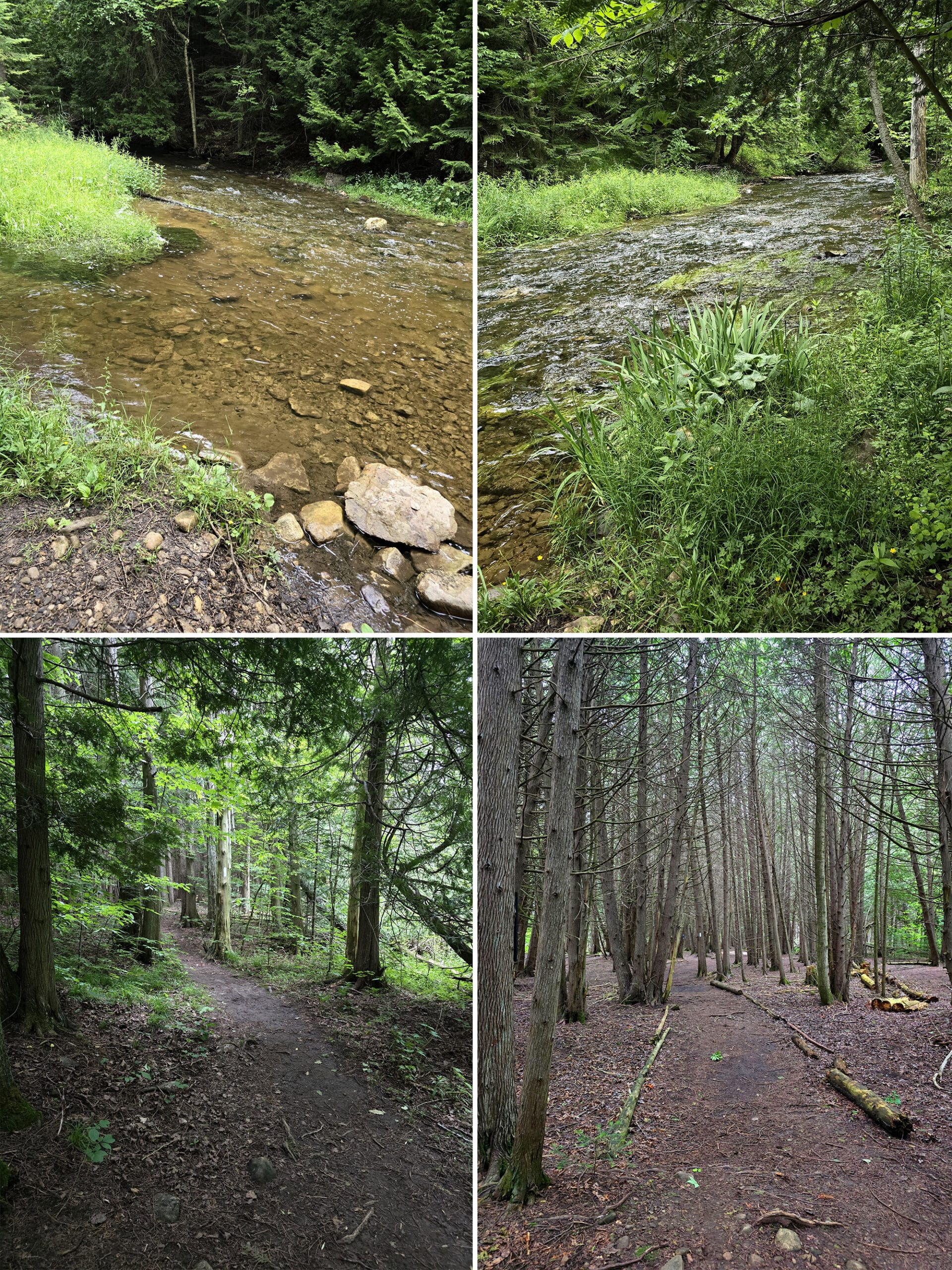 4 part image showing various views along the riverside boardwalk hike trail at Hogg’s Falls Falls.