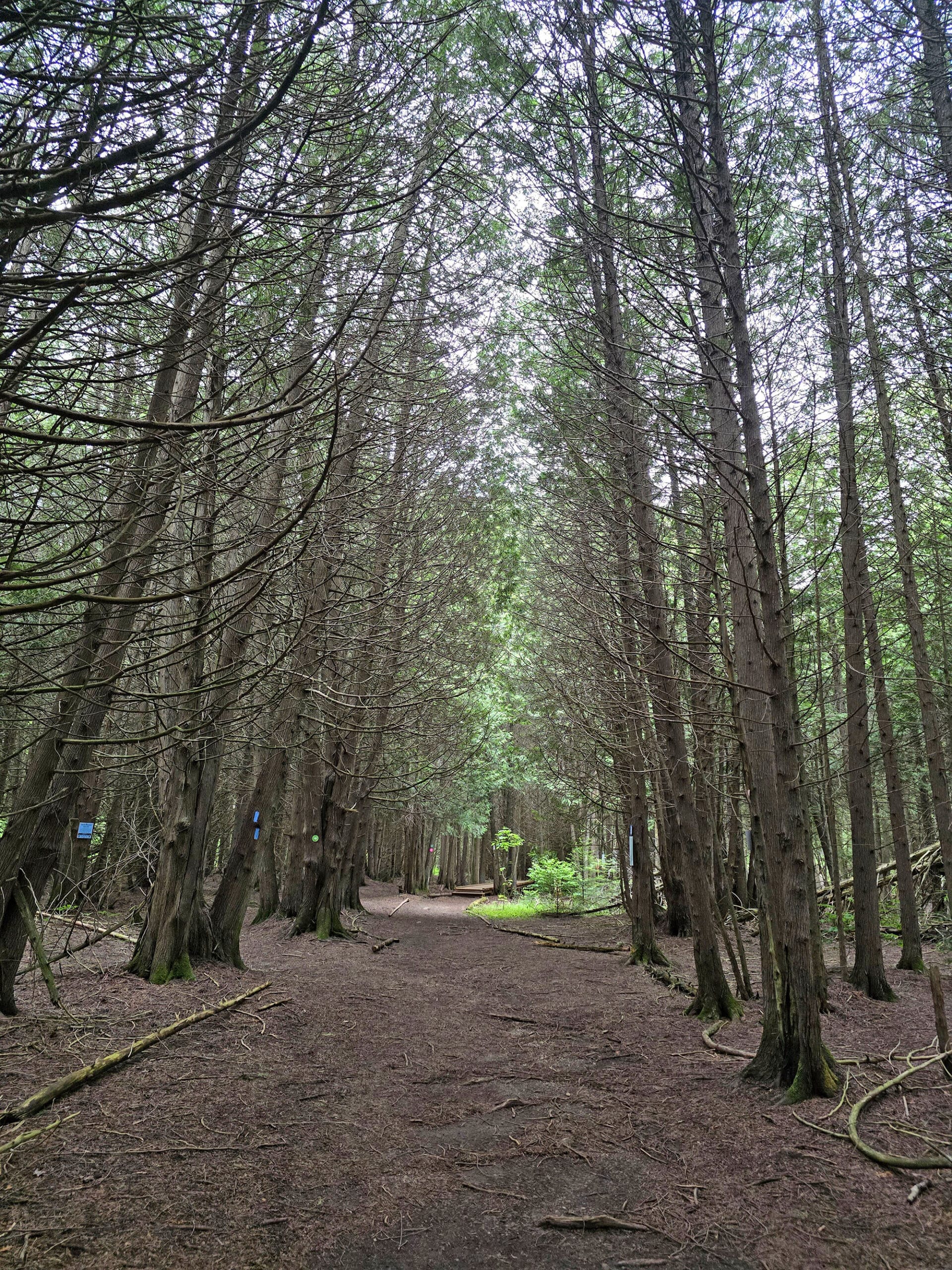 A trail going through some tall pine trees.