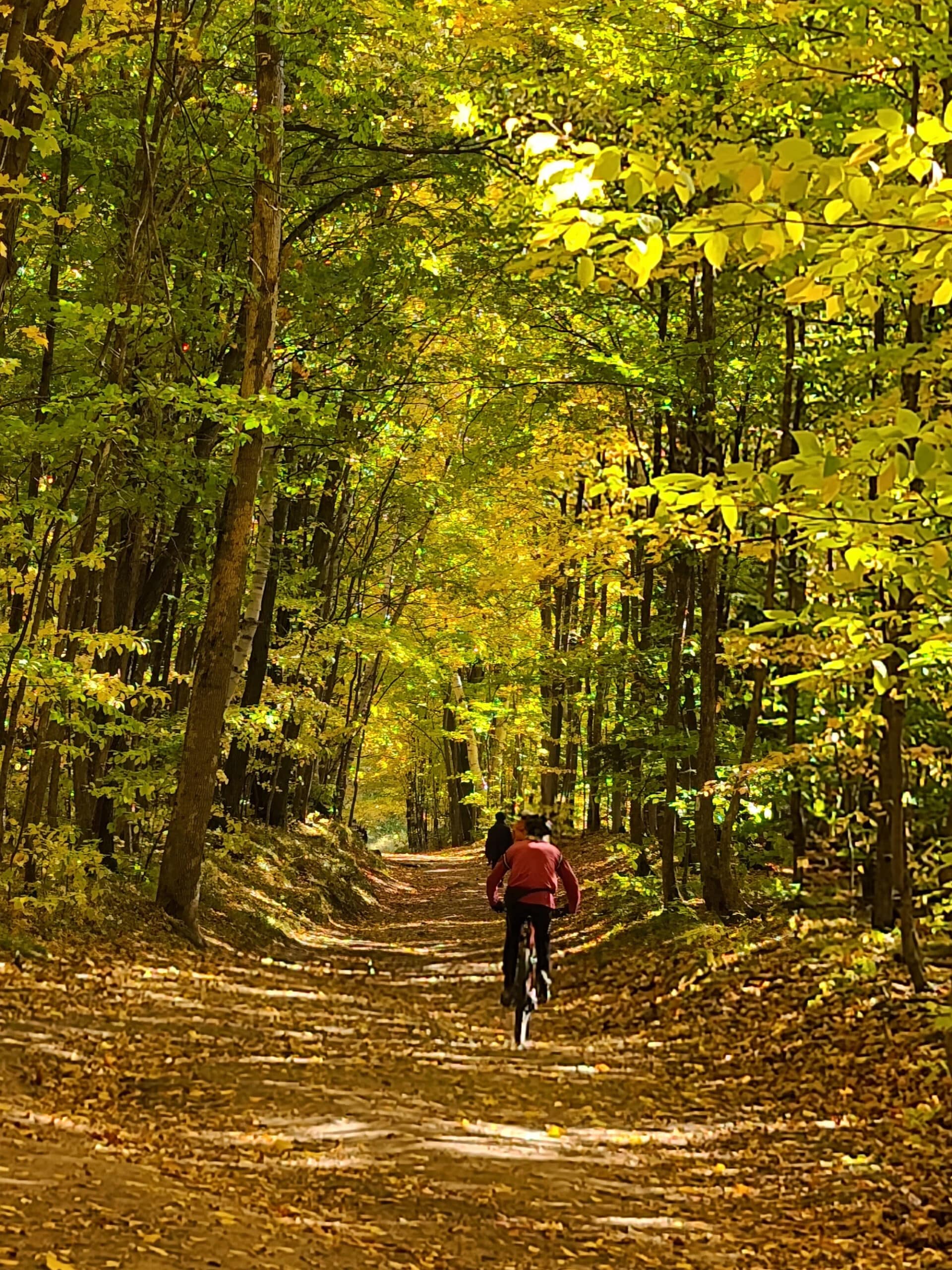 A cyclist biking through the woods.