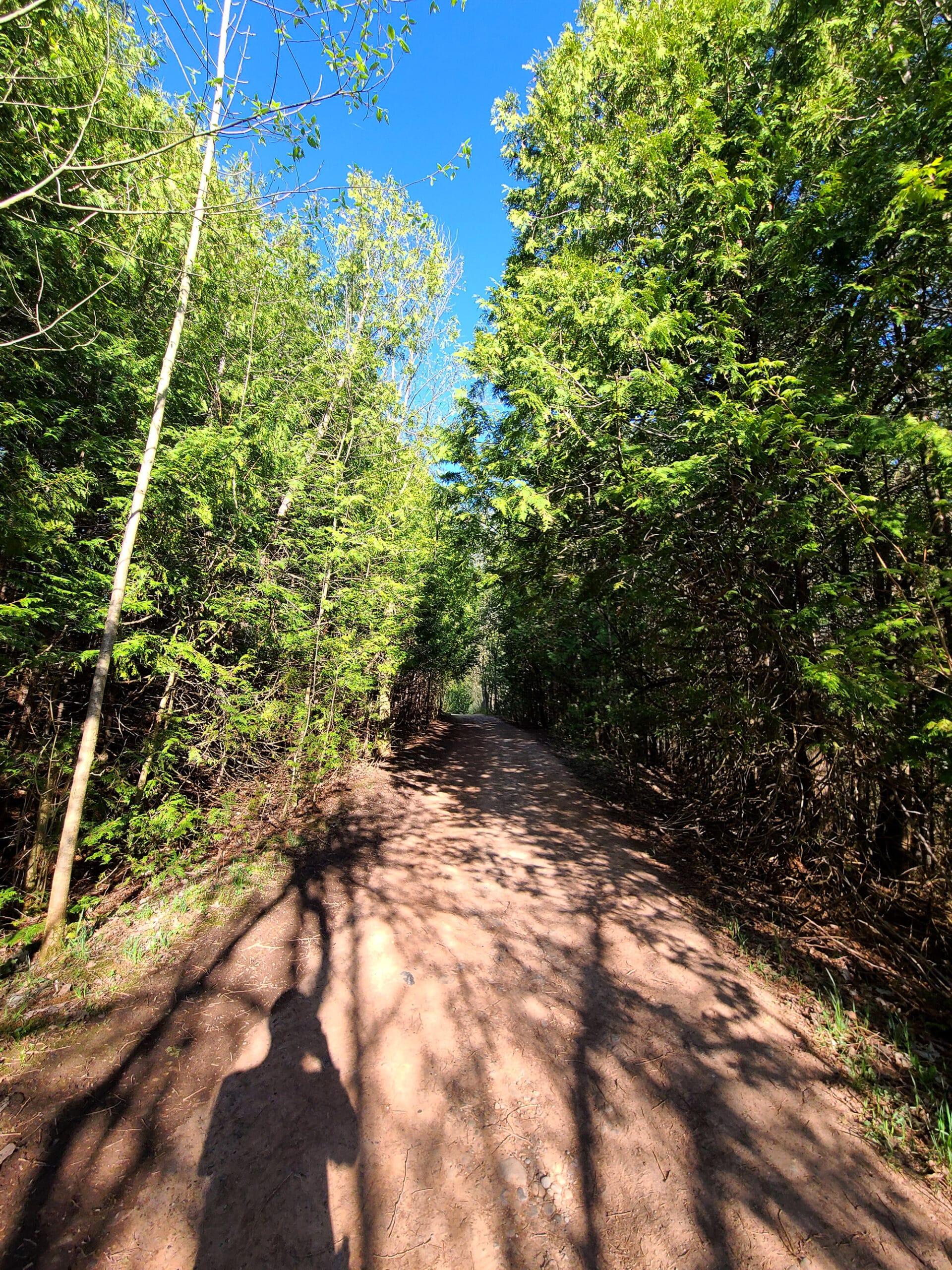 Carriage trail extending into the woods.