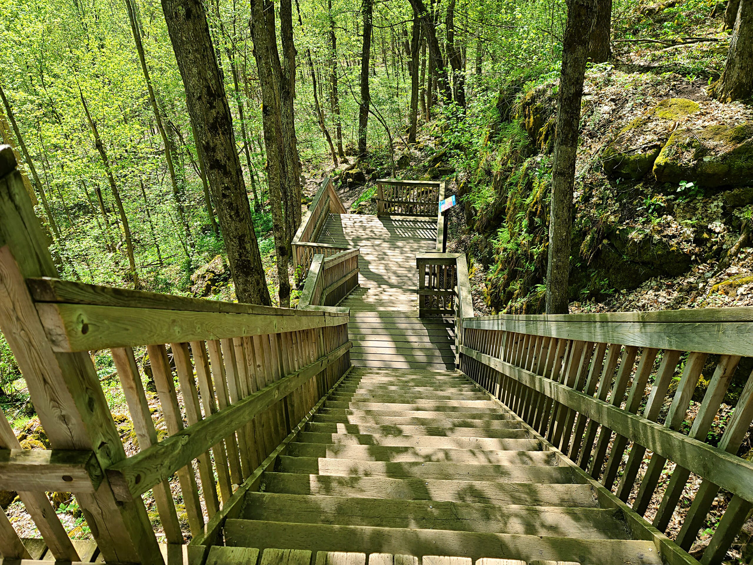 Wooden staircase descending into the forest.