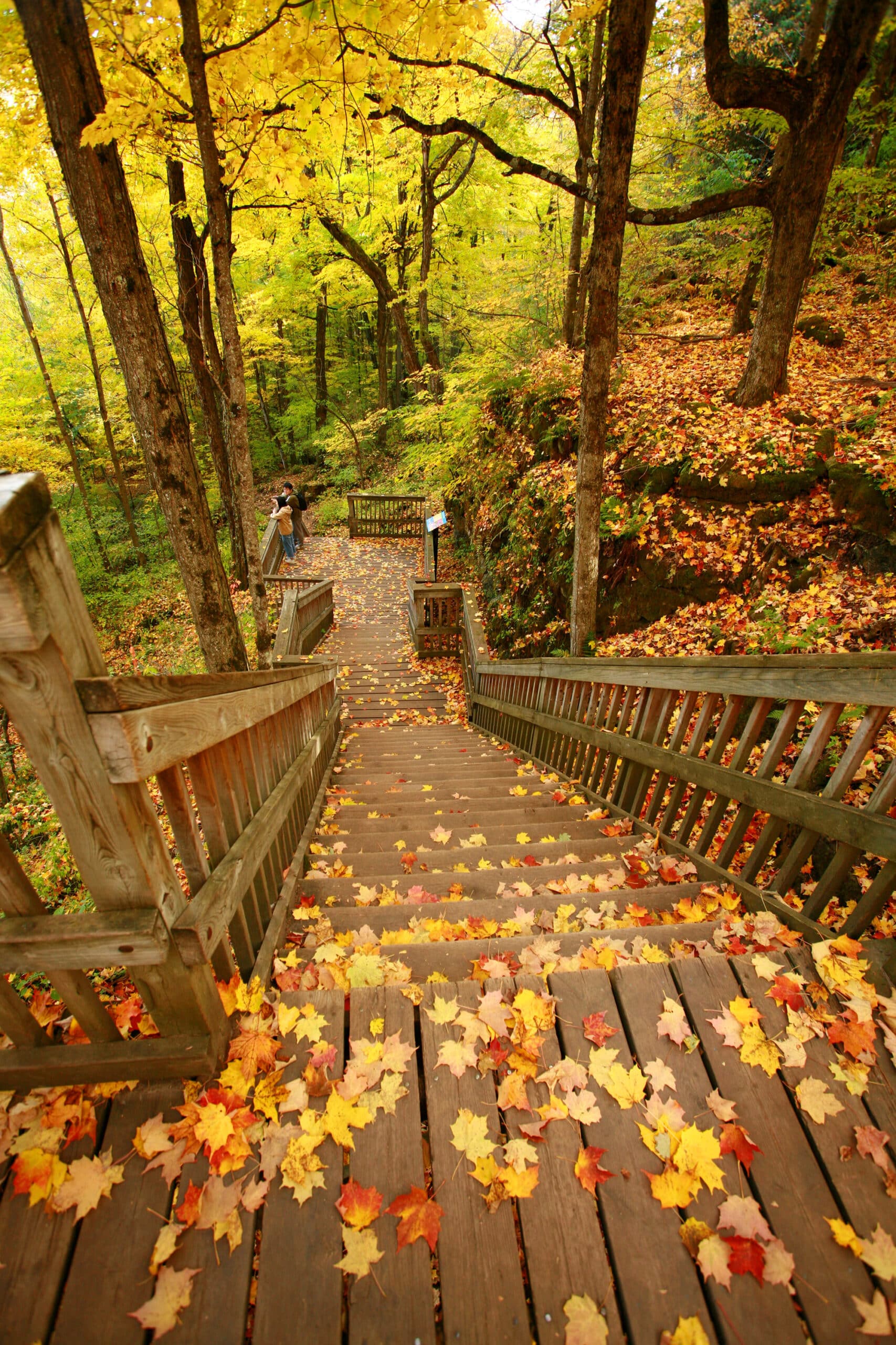 A wooden staircase descending into a forest in the fall.