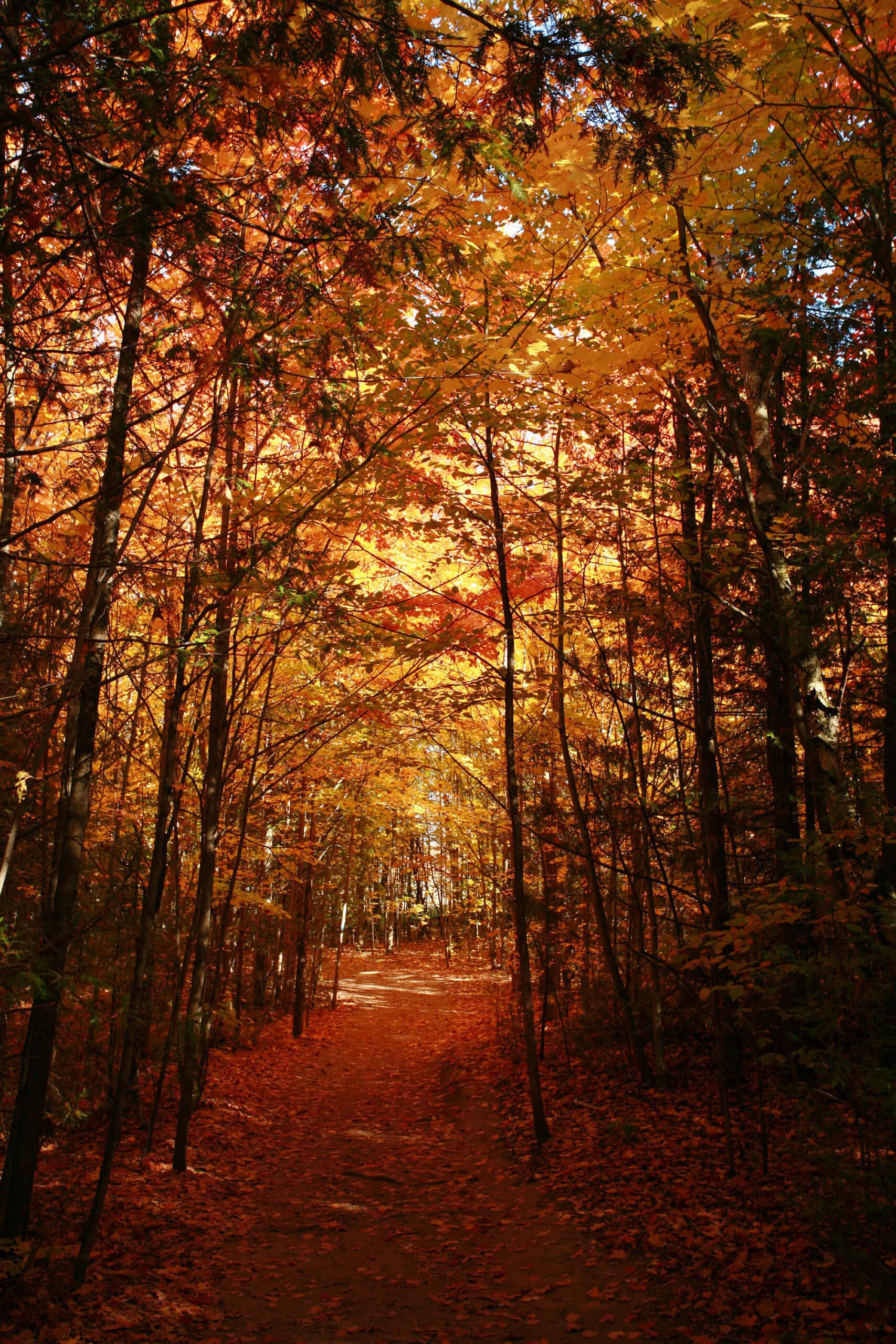 A trail going through fall trees.