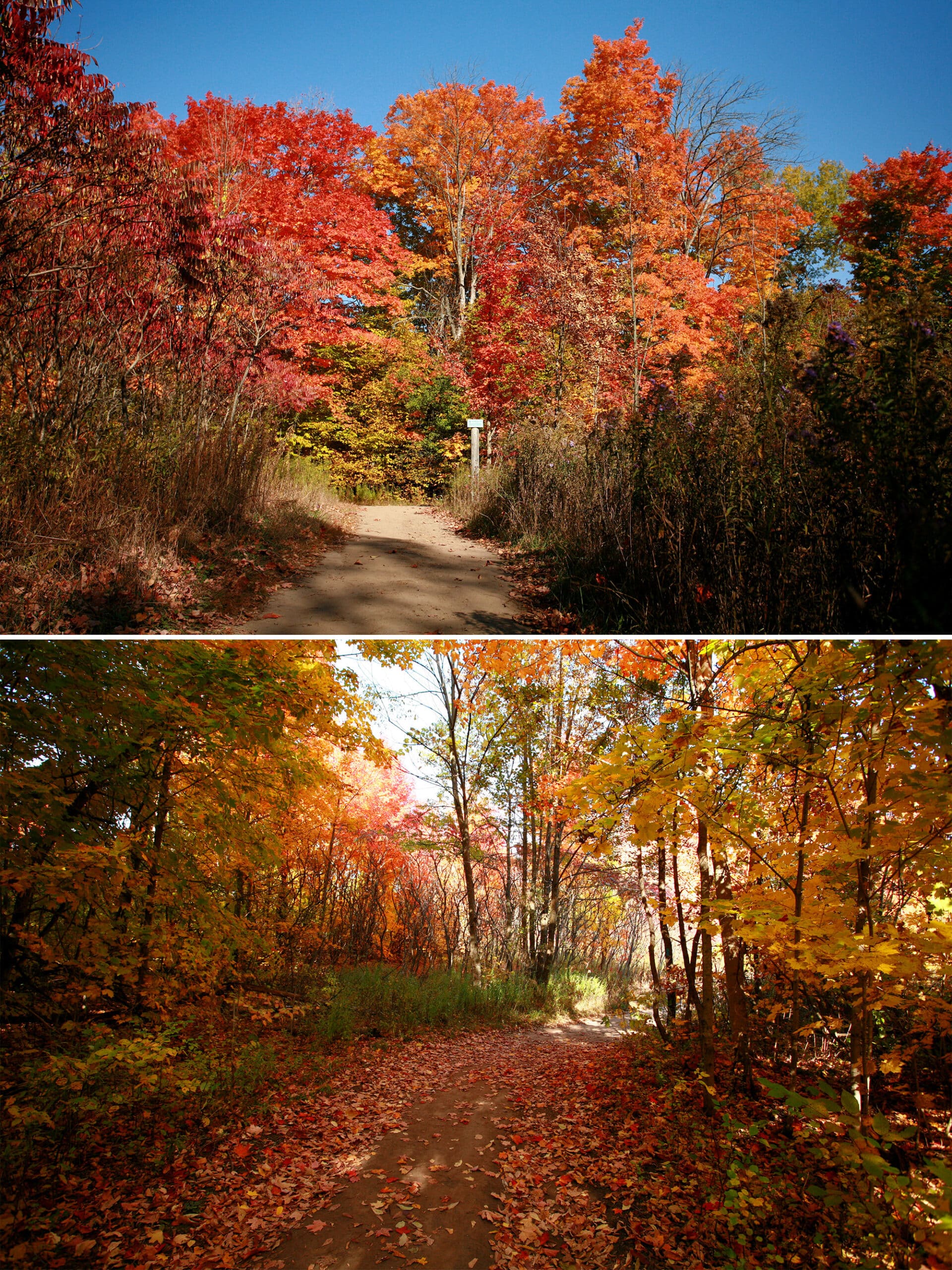 Red, orange, yellow, and green fall tees at mono cliffs provincial park.