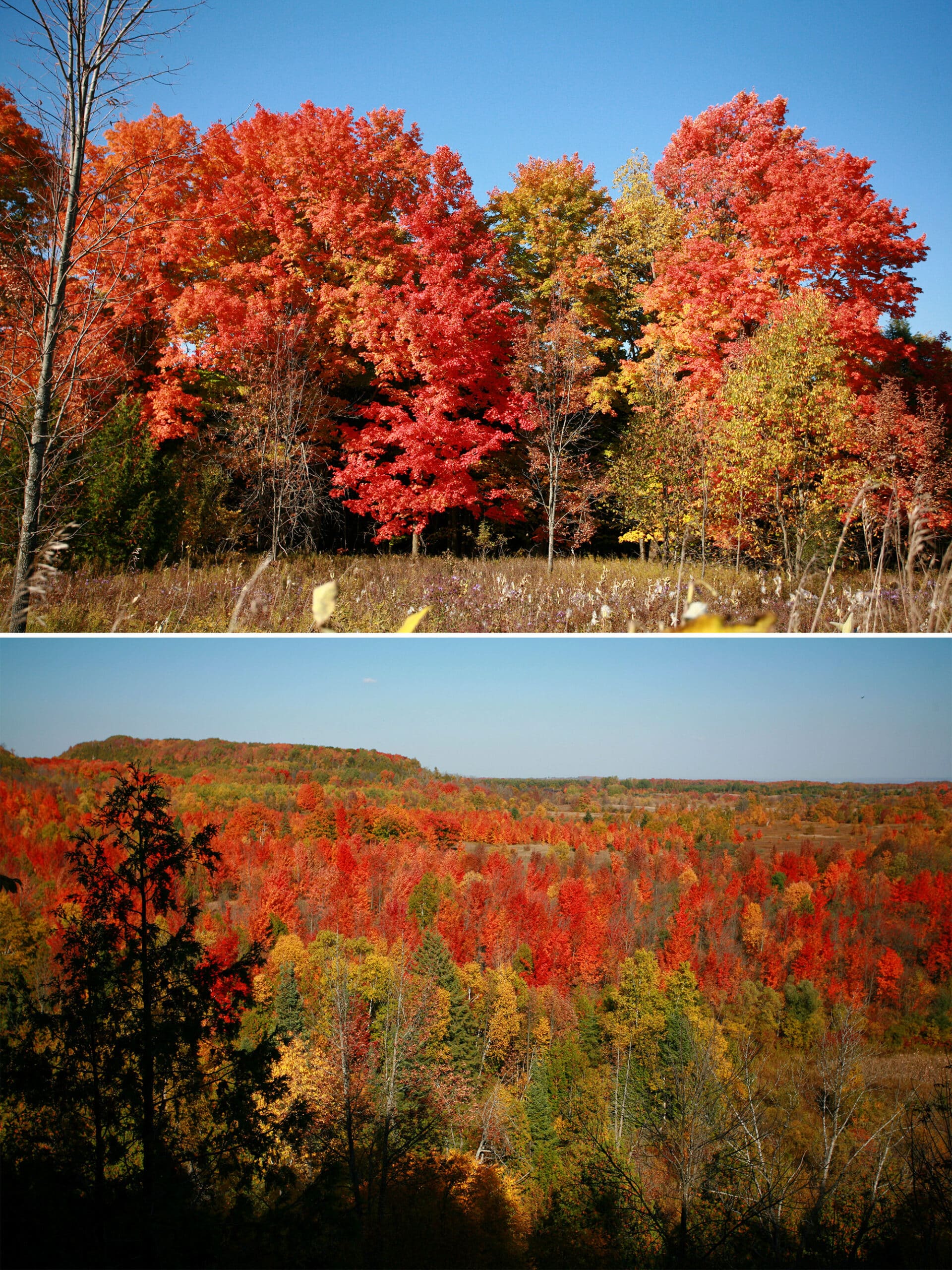 Red, orange, yellow, and green fall tees at mono cliffs provincial park.