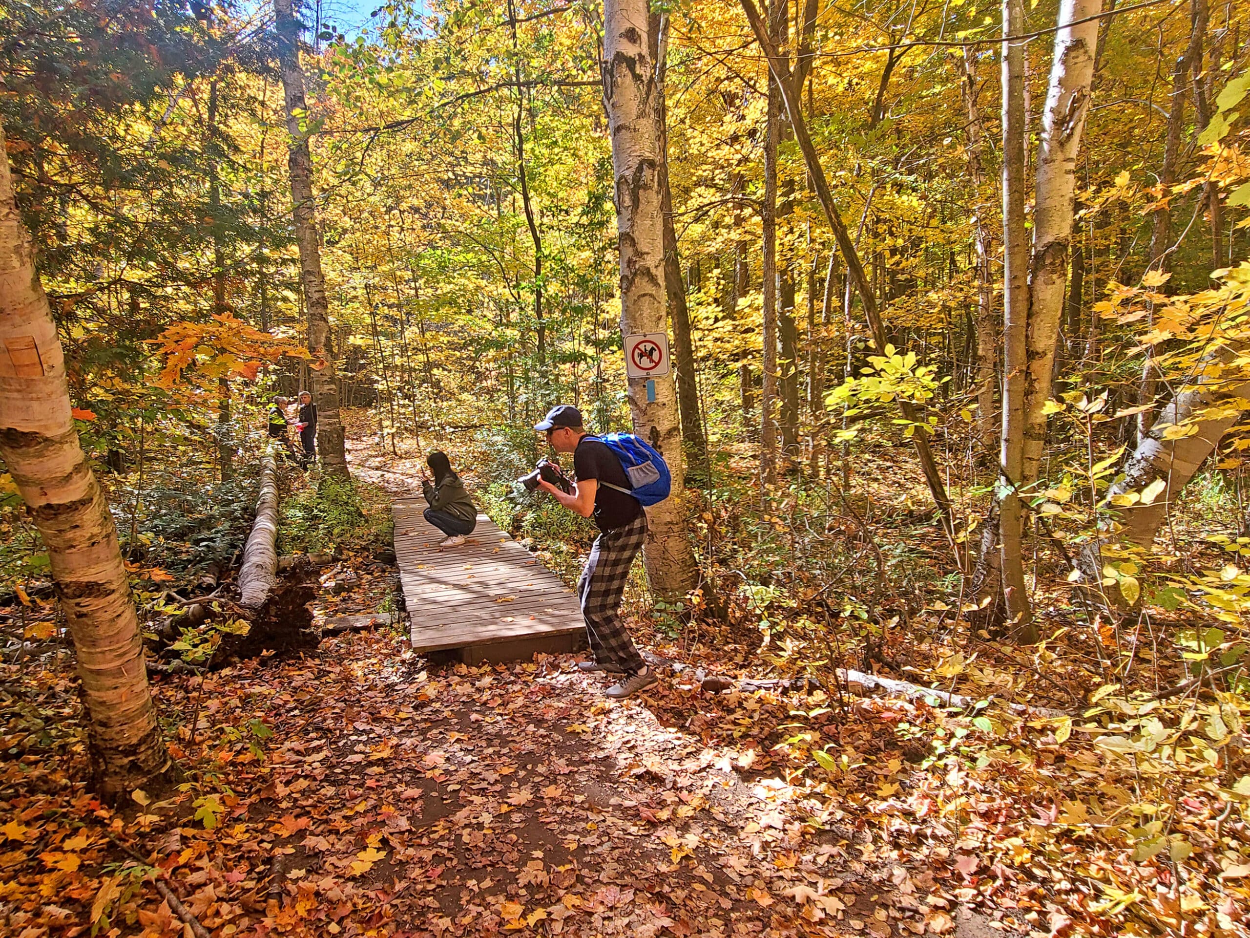 A boardwalk through a fall forest.