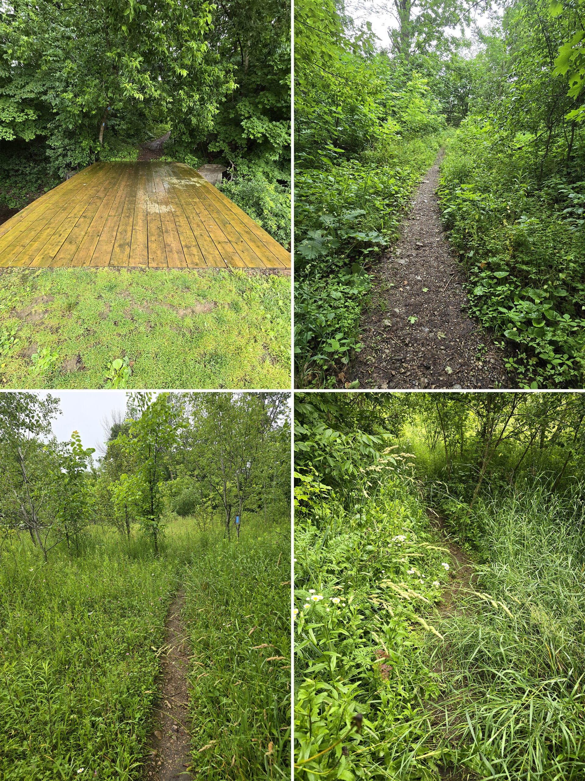 4 part image showing a wooden walking bridge, and some VERY overgrown trails.