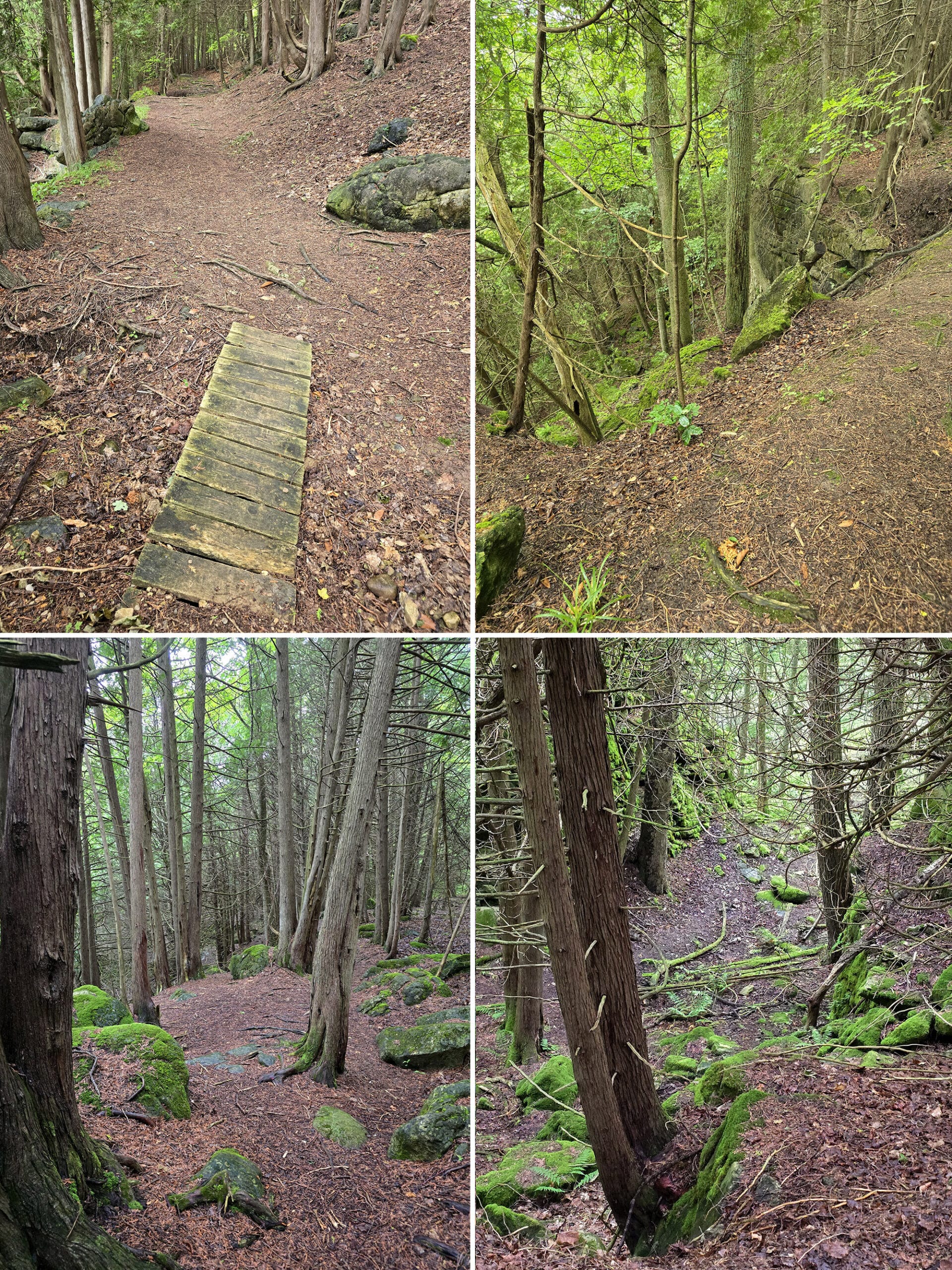 4 part image showing some of the views of the Bruce Side Trail.