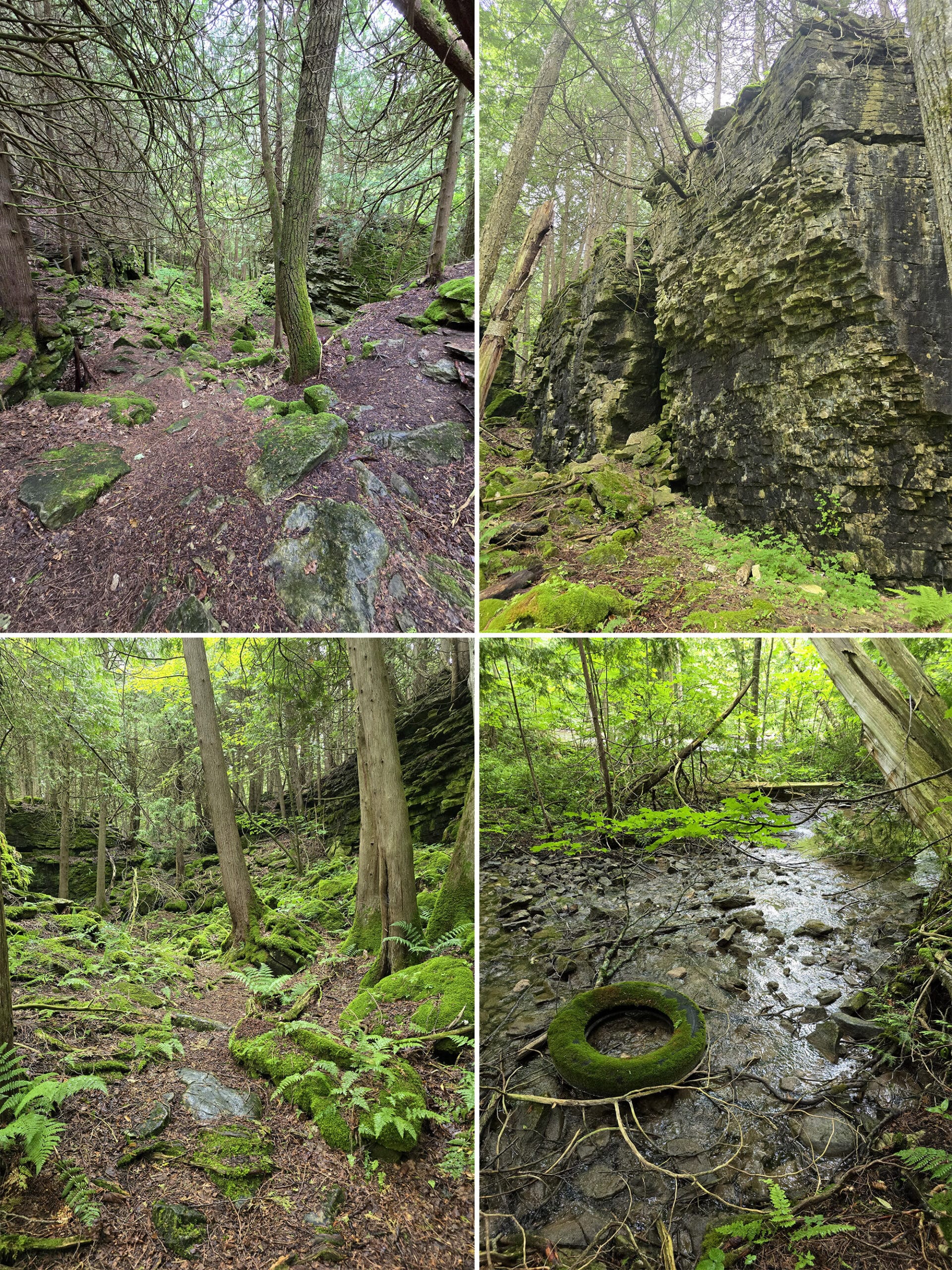 4 part image showing some of the views of the Bruce Side Trail.