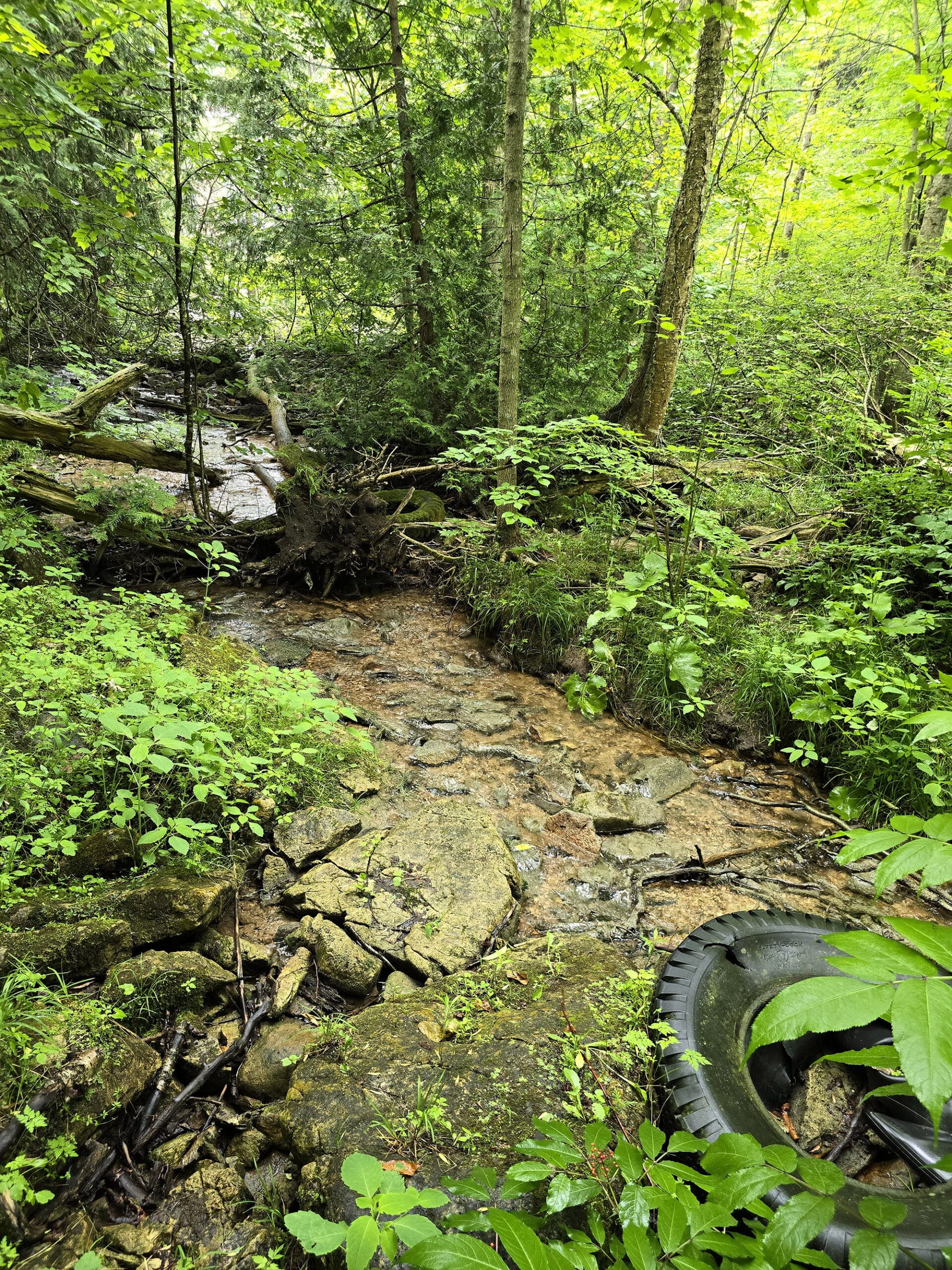 A stream in the woods, with a tire in it.