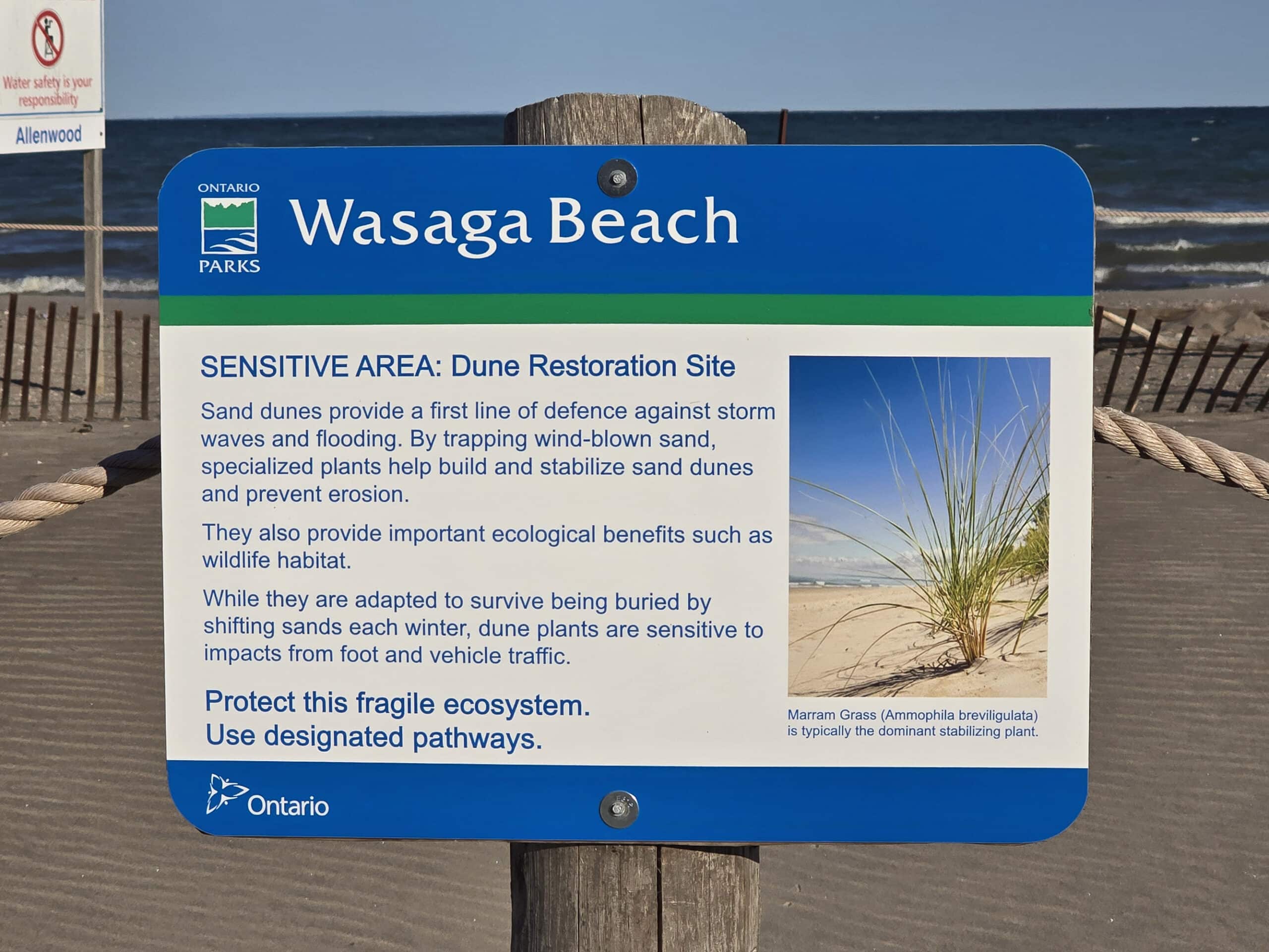 A sign talking about restoring the sand dunes at Wasaga Beach.