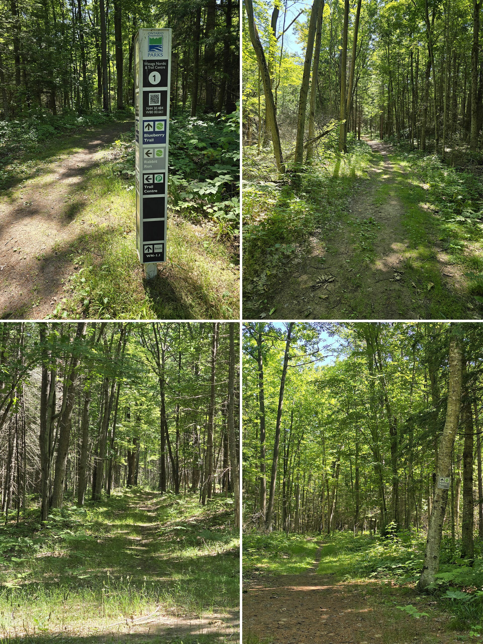 4 part image showing various views on the Wasaga Beach hiking trails.