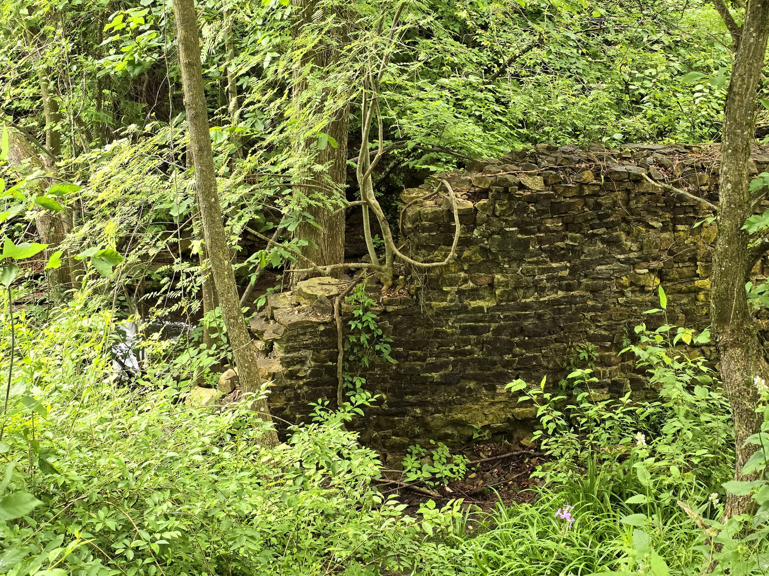 Old remains of a brick wall, in a forest.